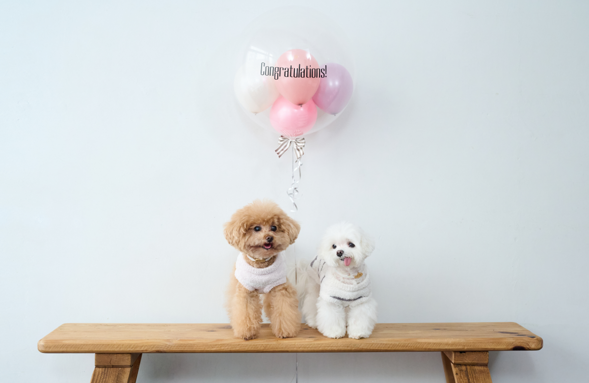 ウェブサイトがリニューアルしました