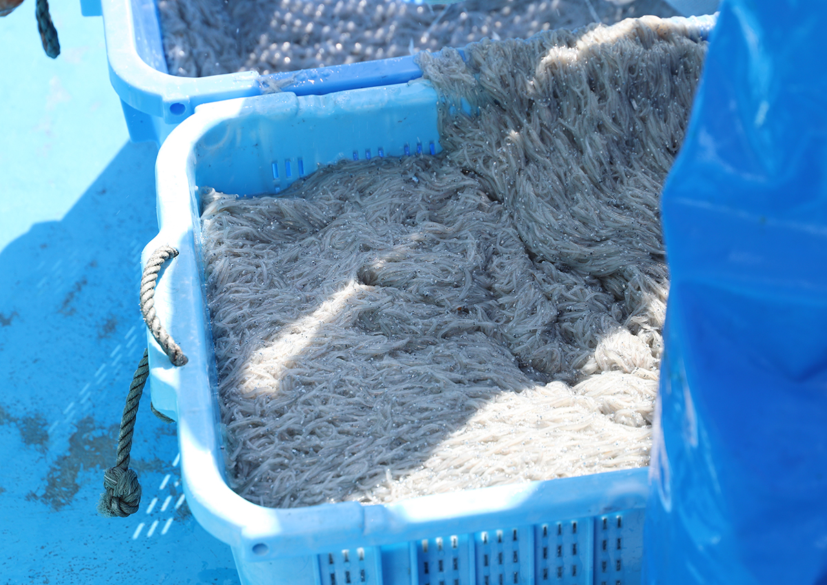 日本全国のしらす漁の流れ