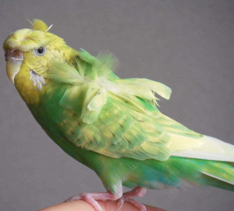 セキセイインコの色のモデル