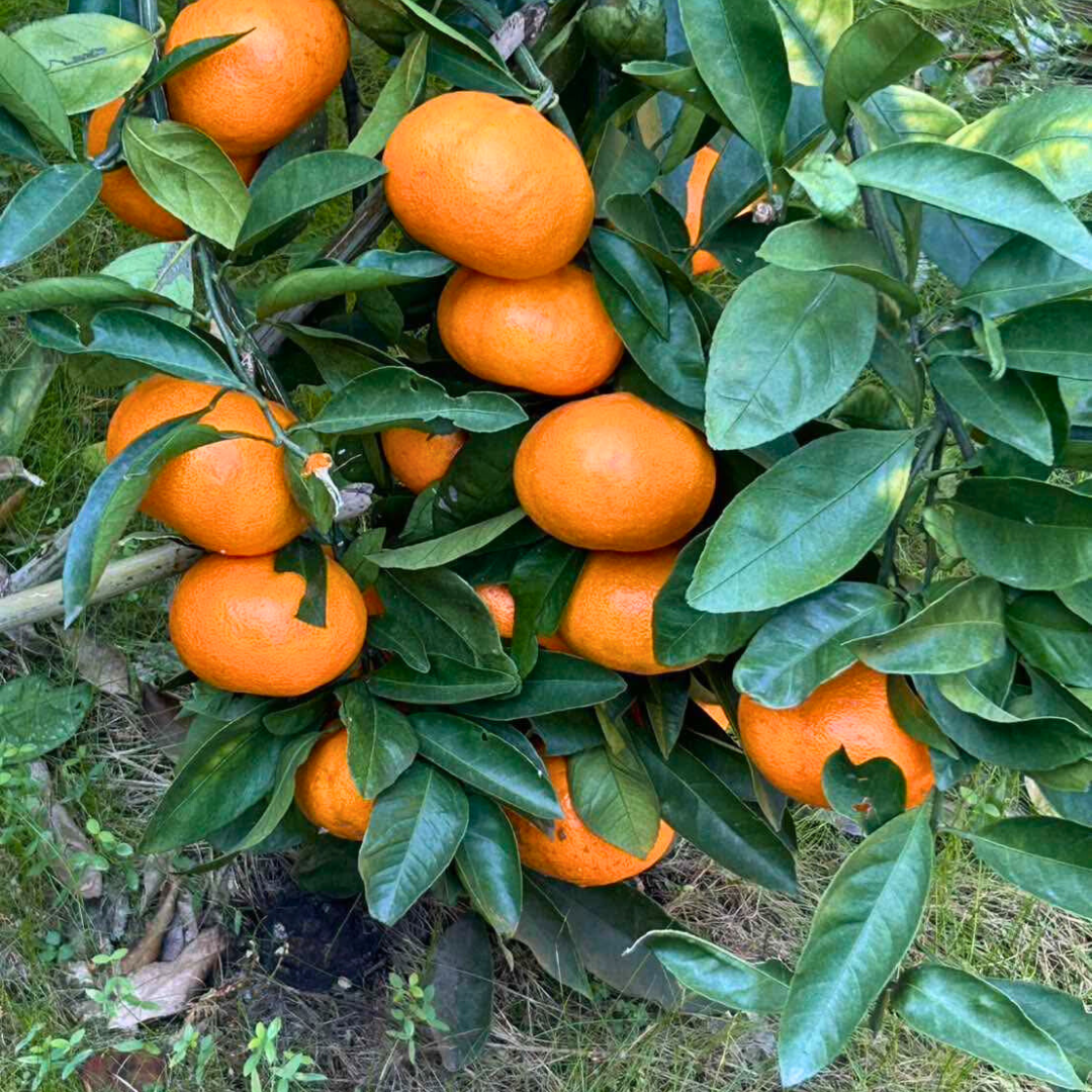 12/7（日）ひとつ目の畑の最後の1本を収穫【田口早生】