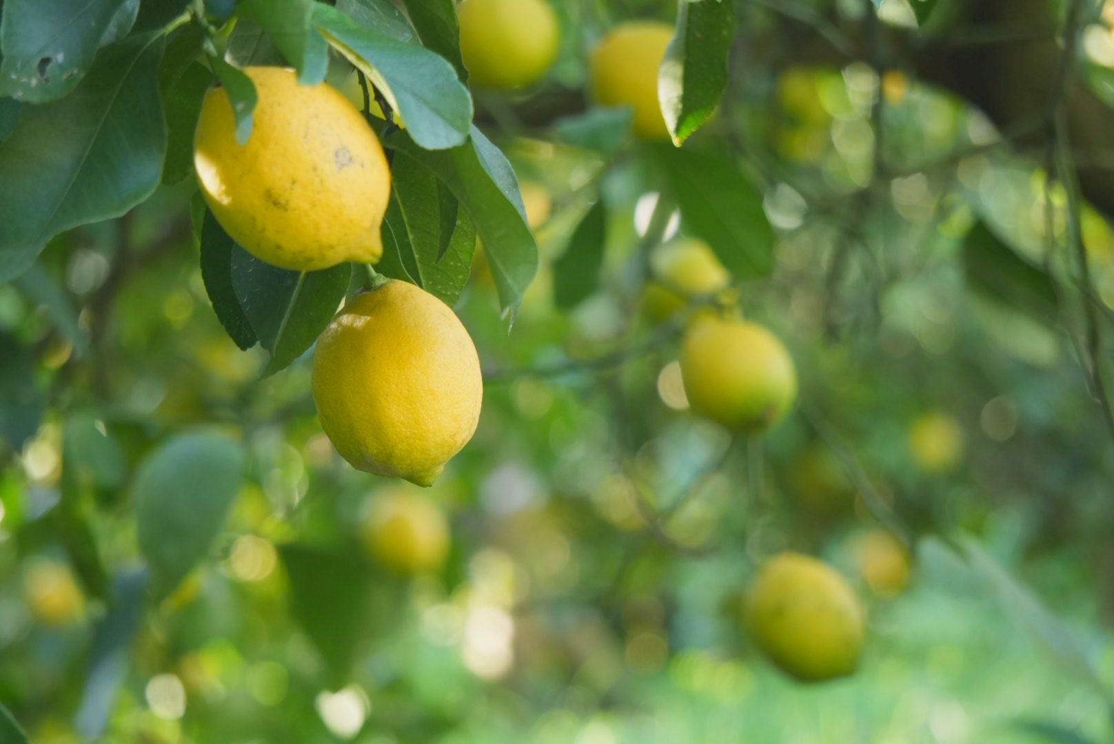 レモン、色づいています