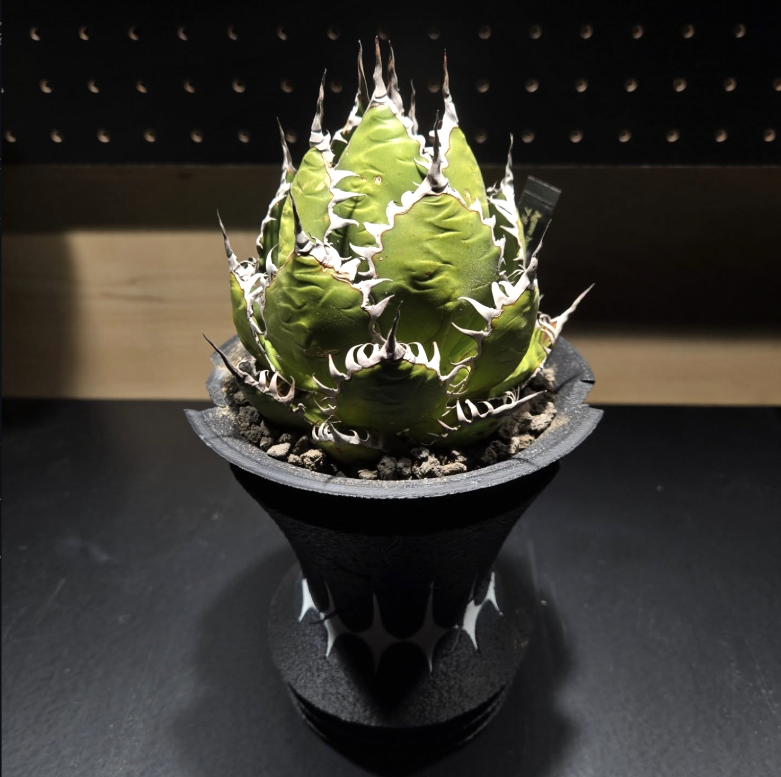 【Style #6】Agave horrida × var. Monstrosa[M]