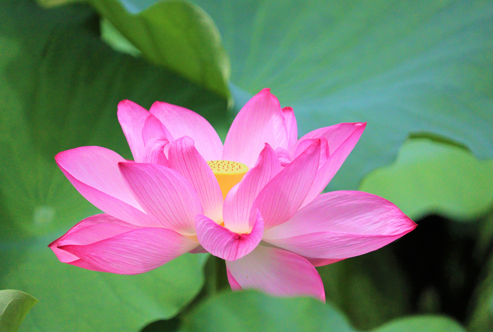 人生を変える、たぐいまれなる出会いの数々・・・9つの宝石にまつわる神秘的な物語。