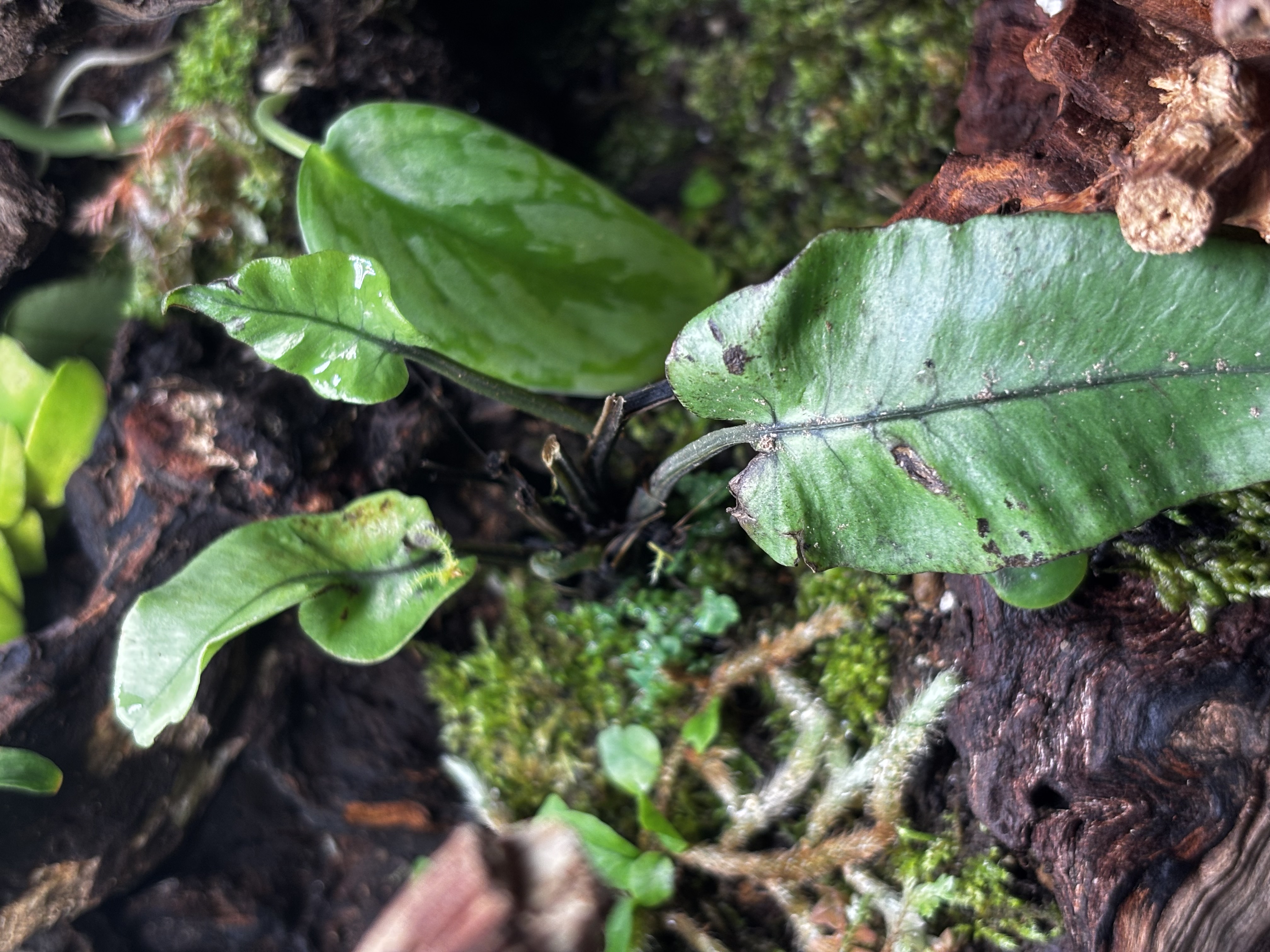 【新着植物‼️】