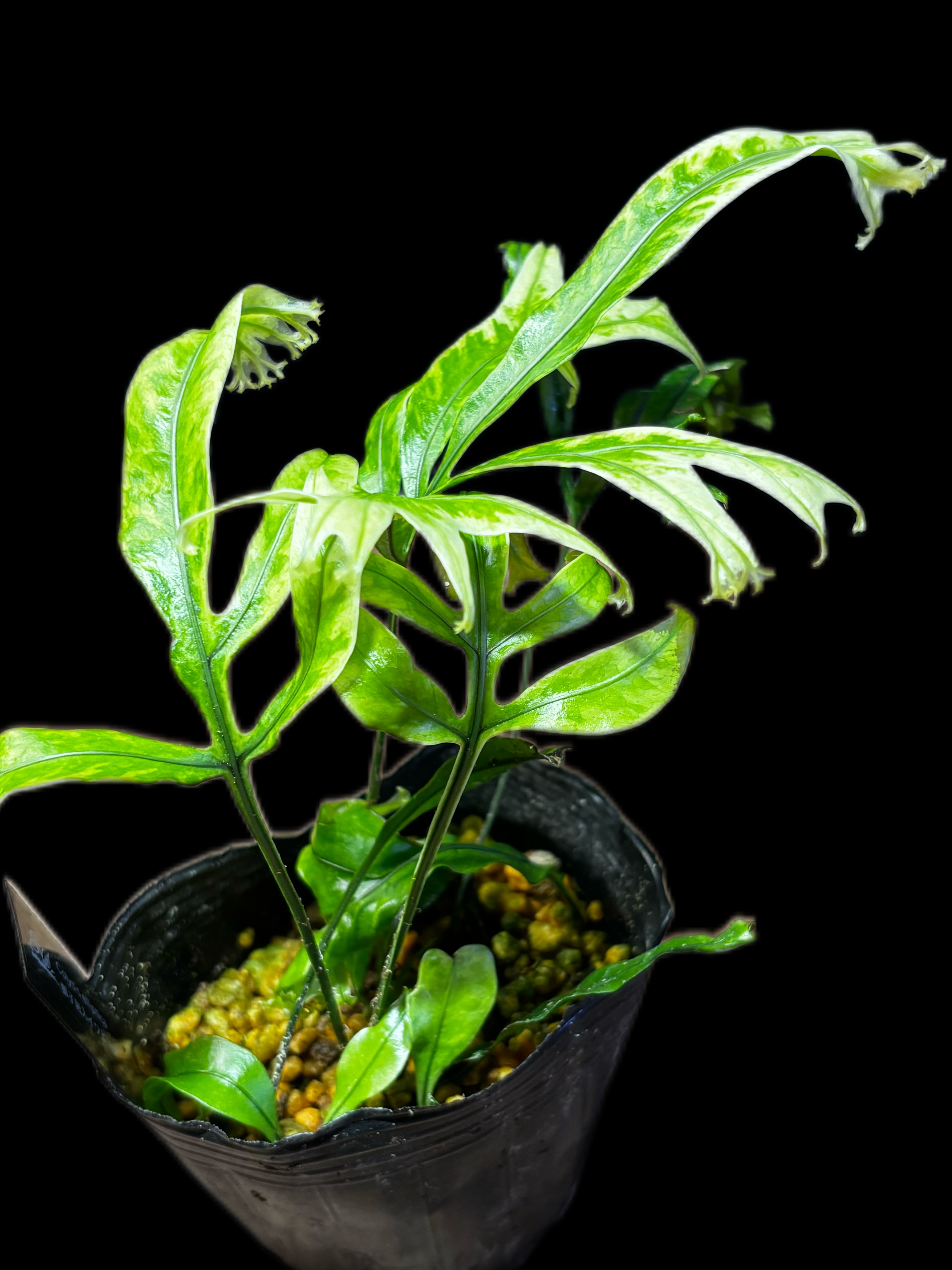 【風変わりなシダ植物ピックアップ】