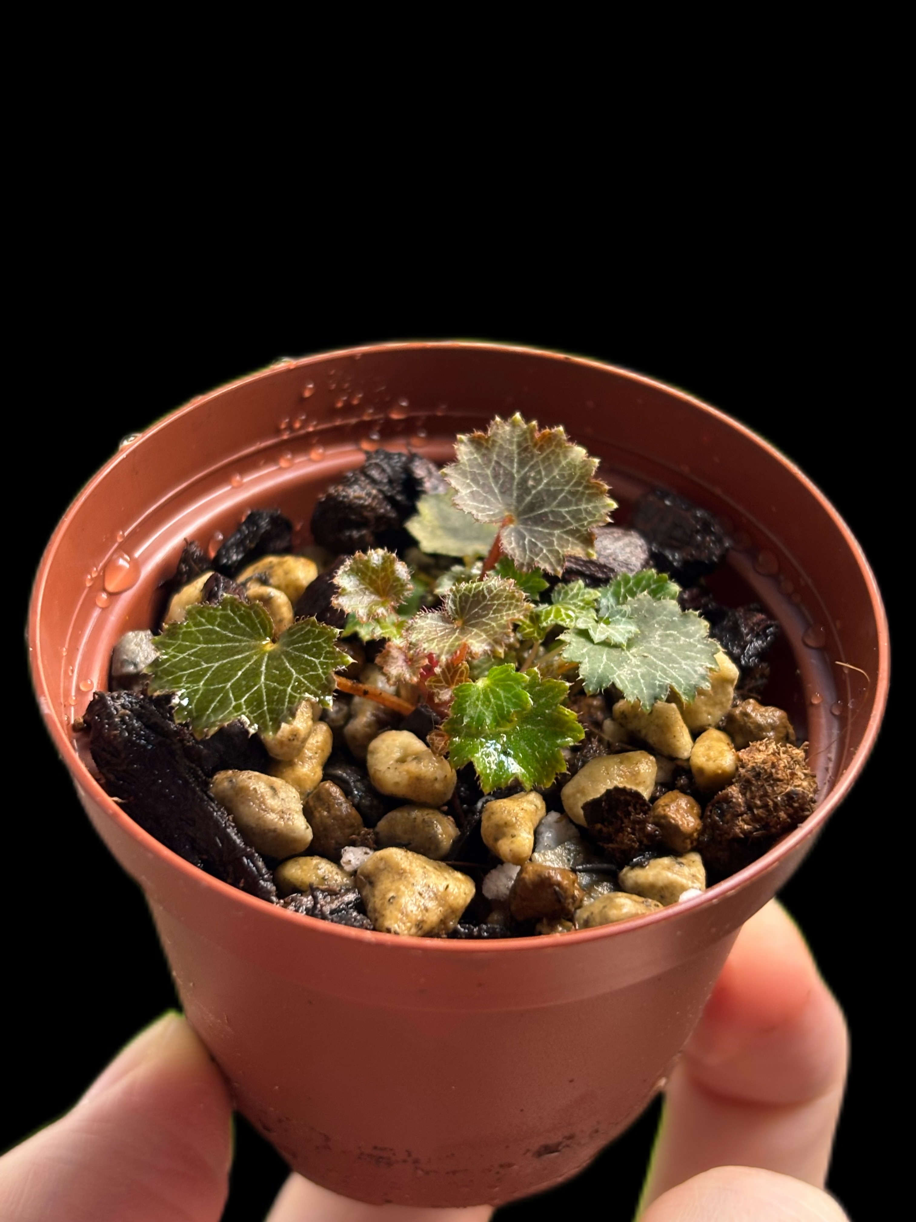 【小さなテラリウムに最適なミニ植物達】