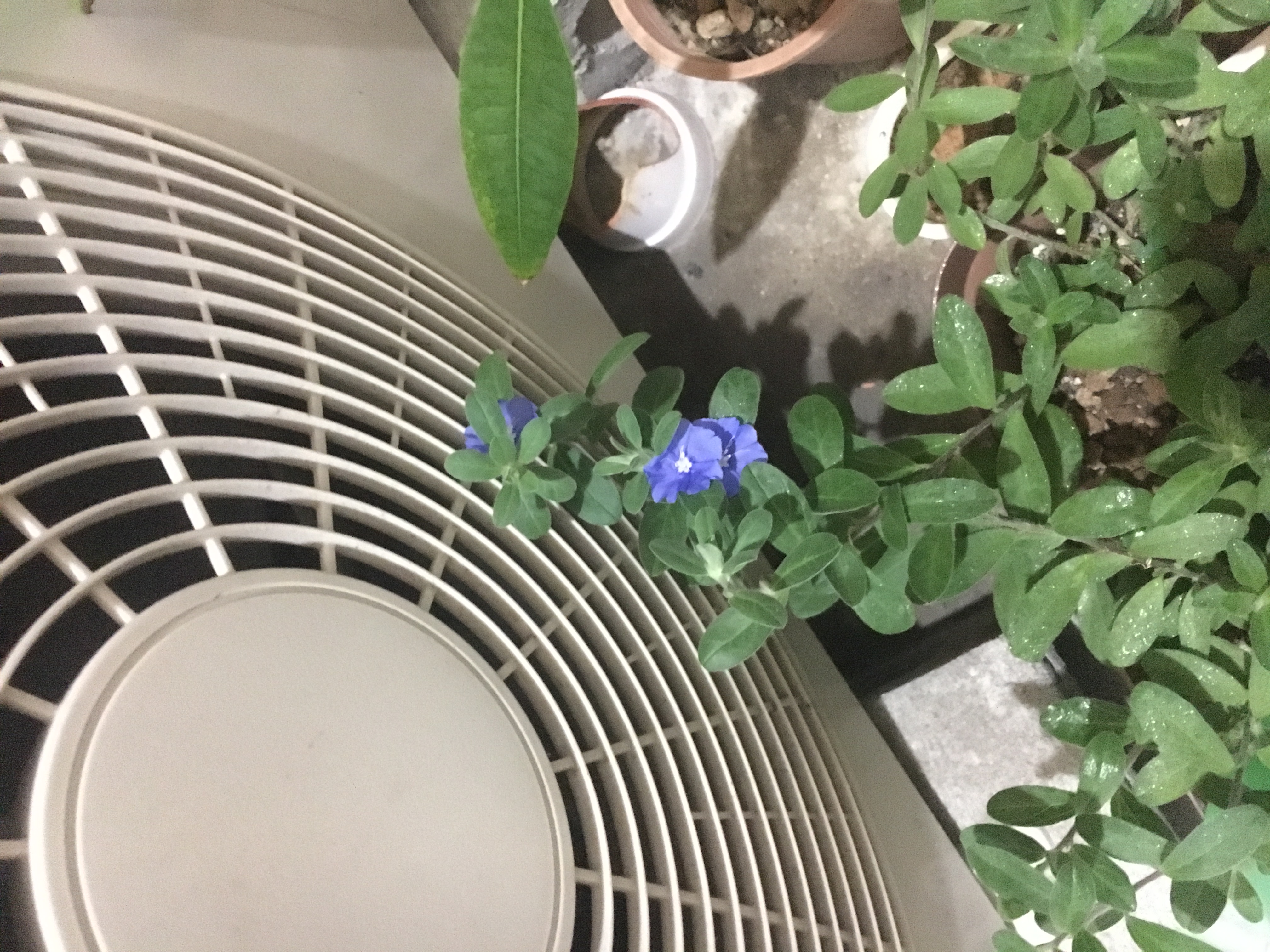 通販お知らせ