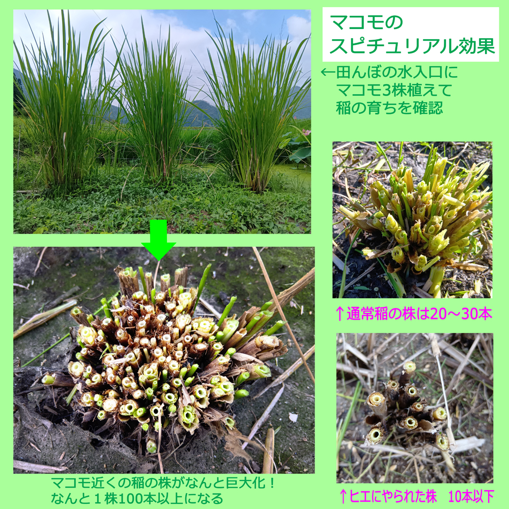 スピチュアルな波動を持つマコモ　稲の株が巨大化！