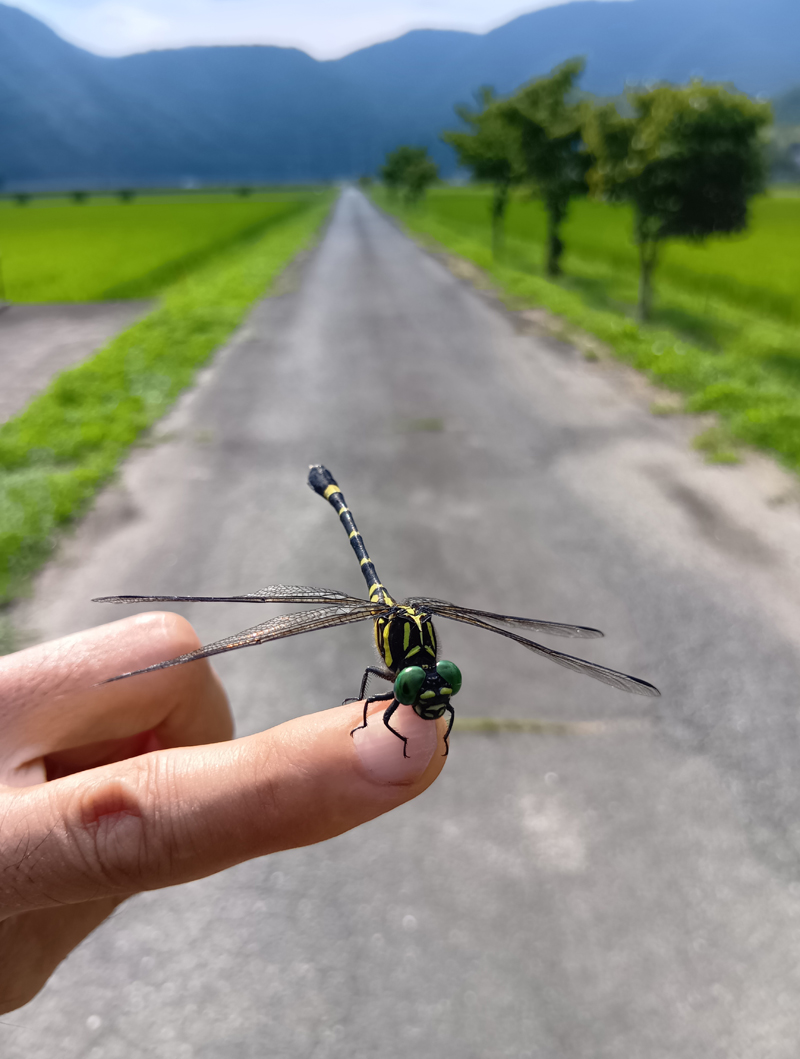 2025年8月17日　指にとまってくれたトンボ