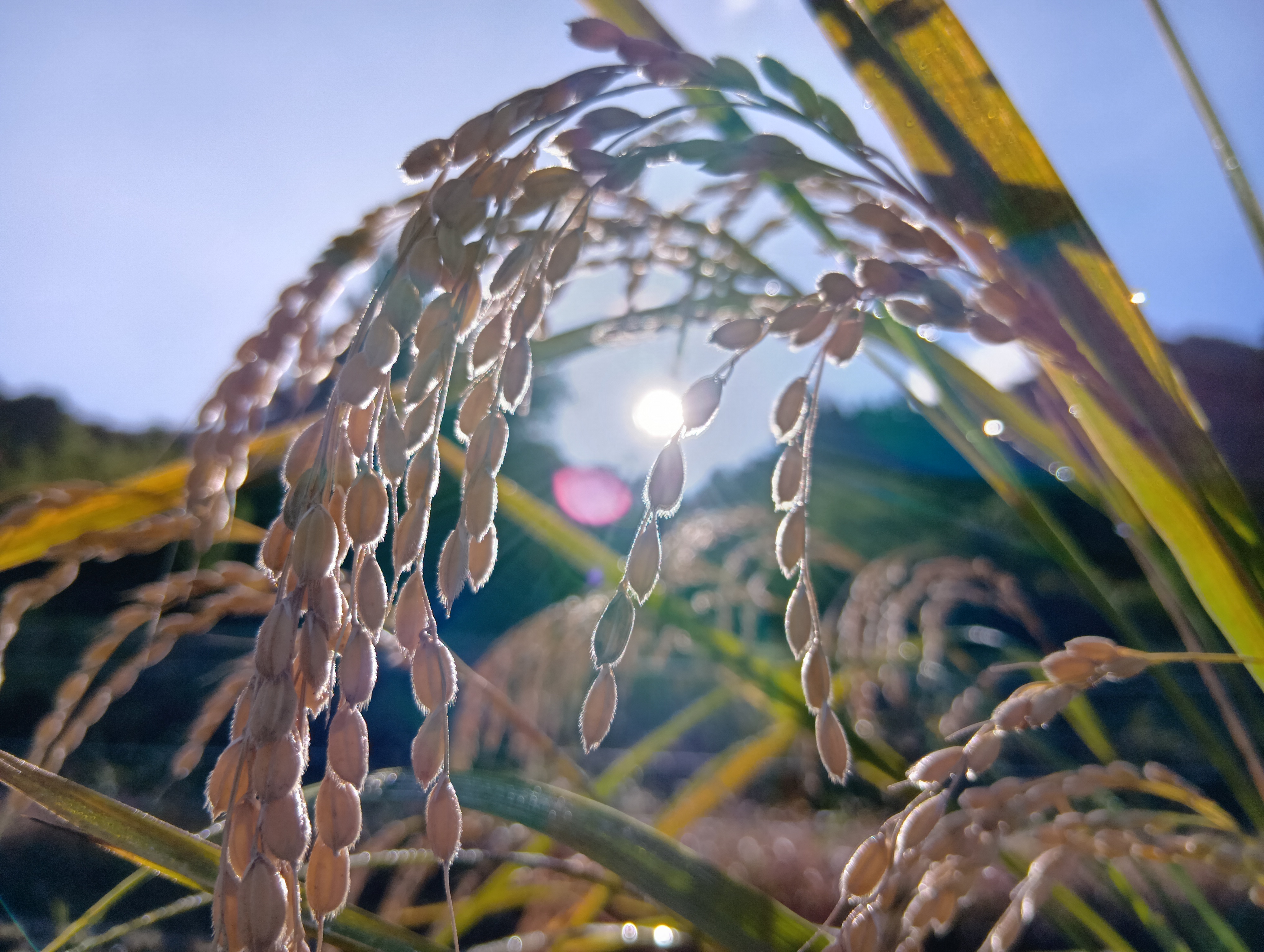 朝露に輝く稲尾　