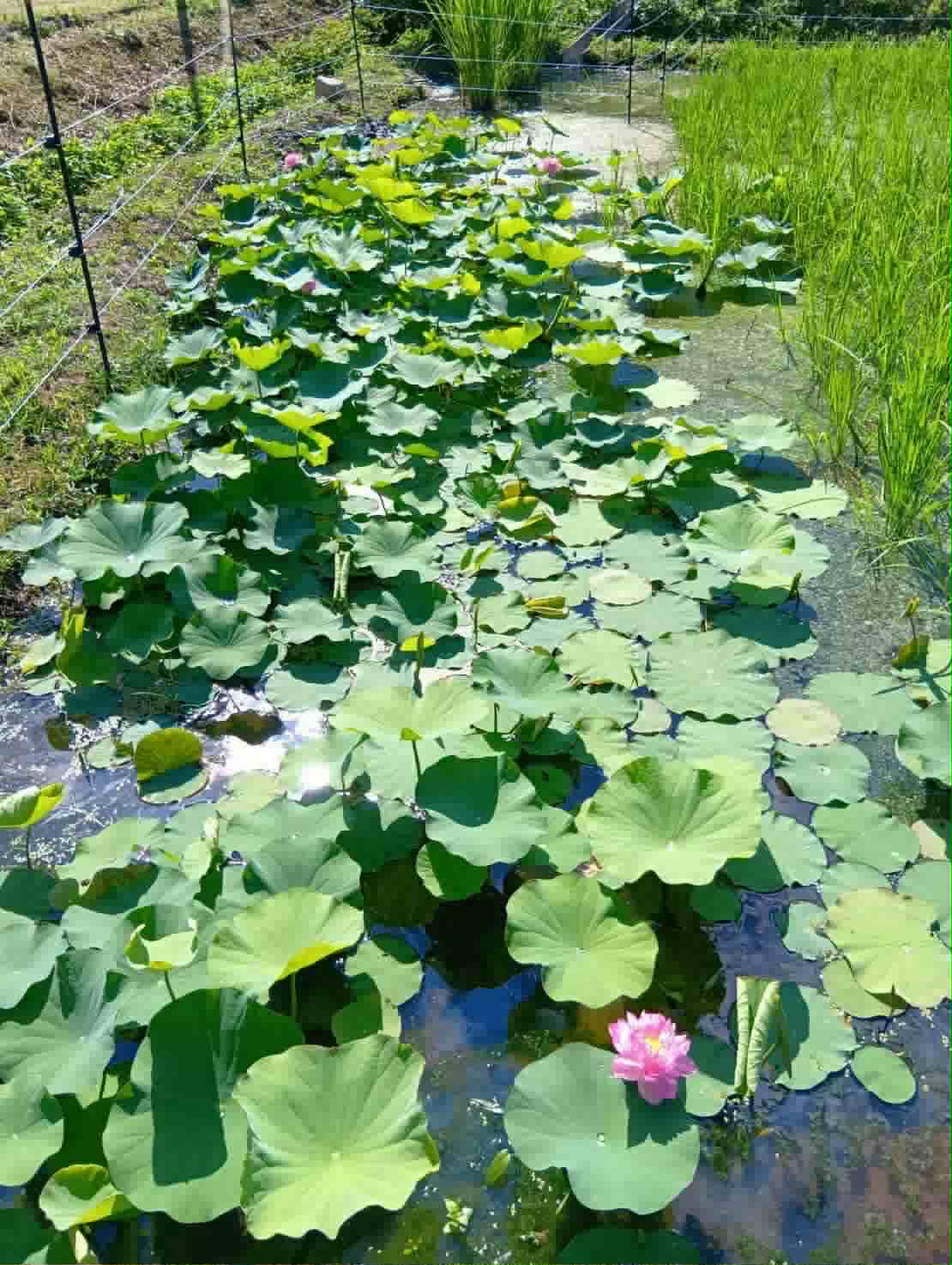 田んぼに稲と蓮の花が、がっちゃんこ？！稲と蓮の競演！今年の７月２３日の田んぼ写真だよ～！
