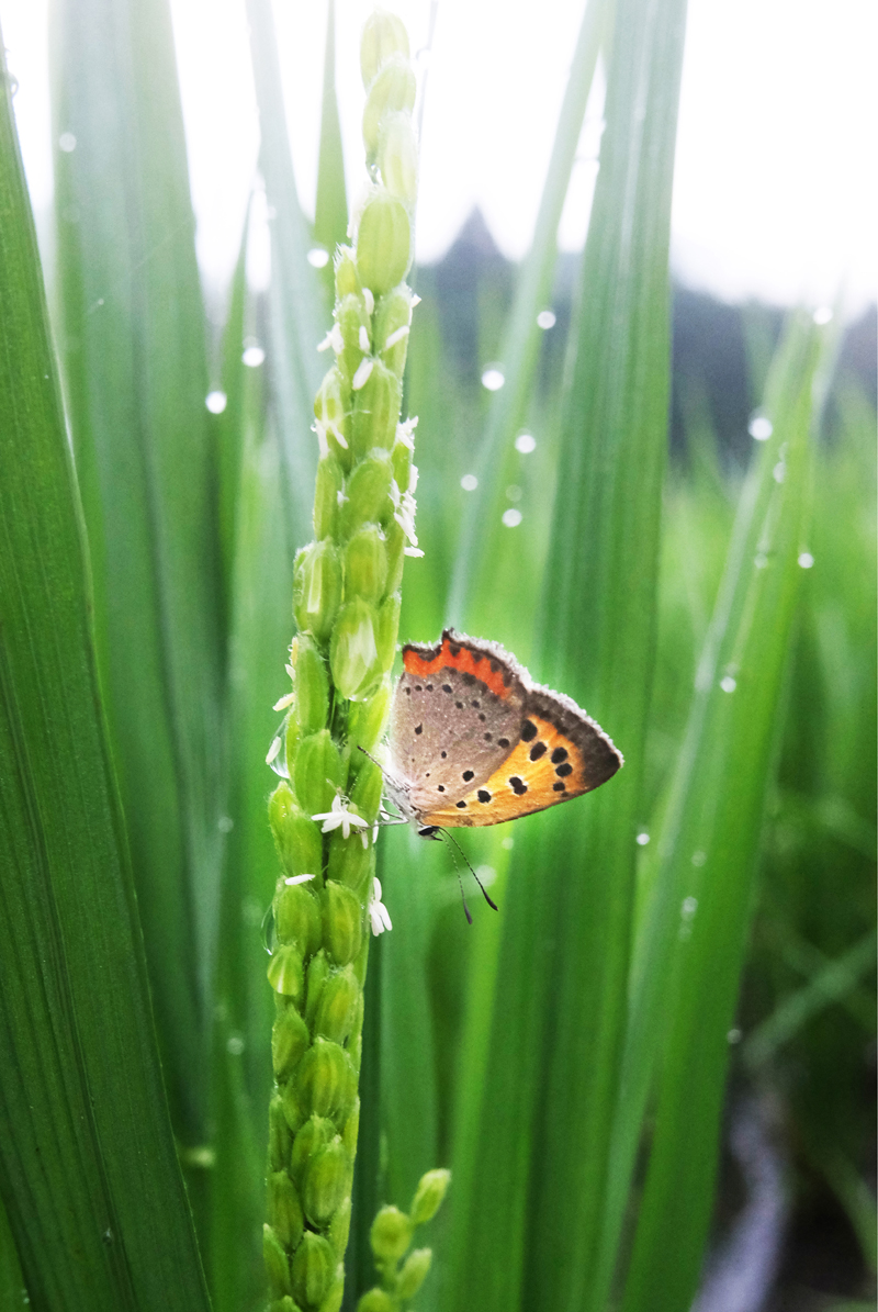 え？お米でアレルギー反応に差が出るの？