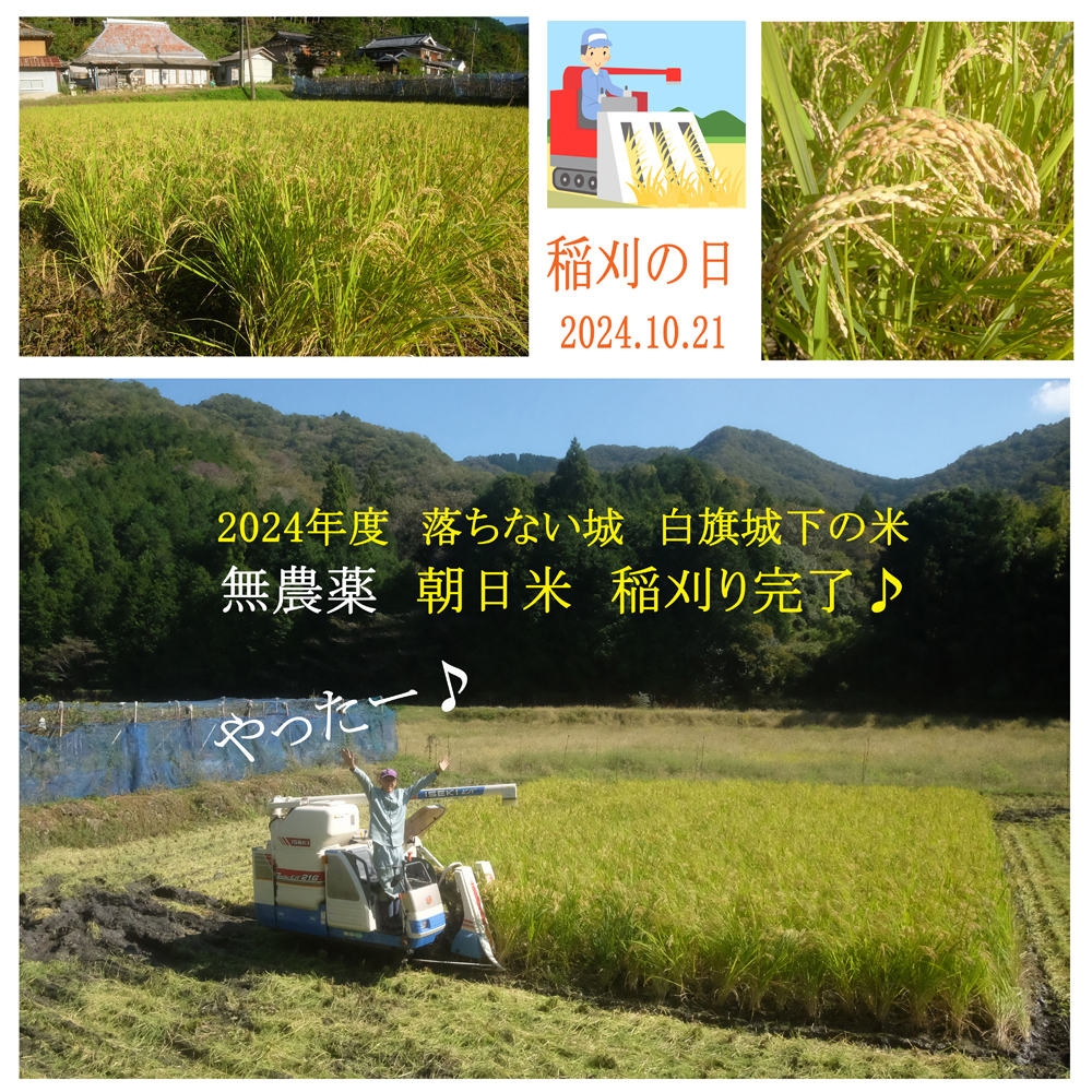 2024年度　朝日米　稲刈り完了