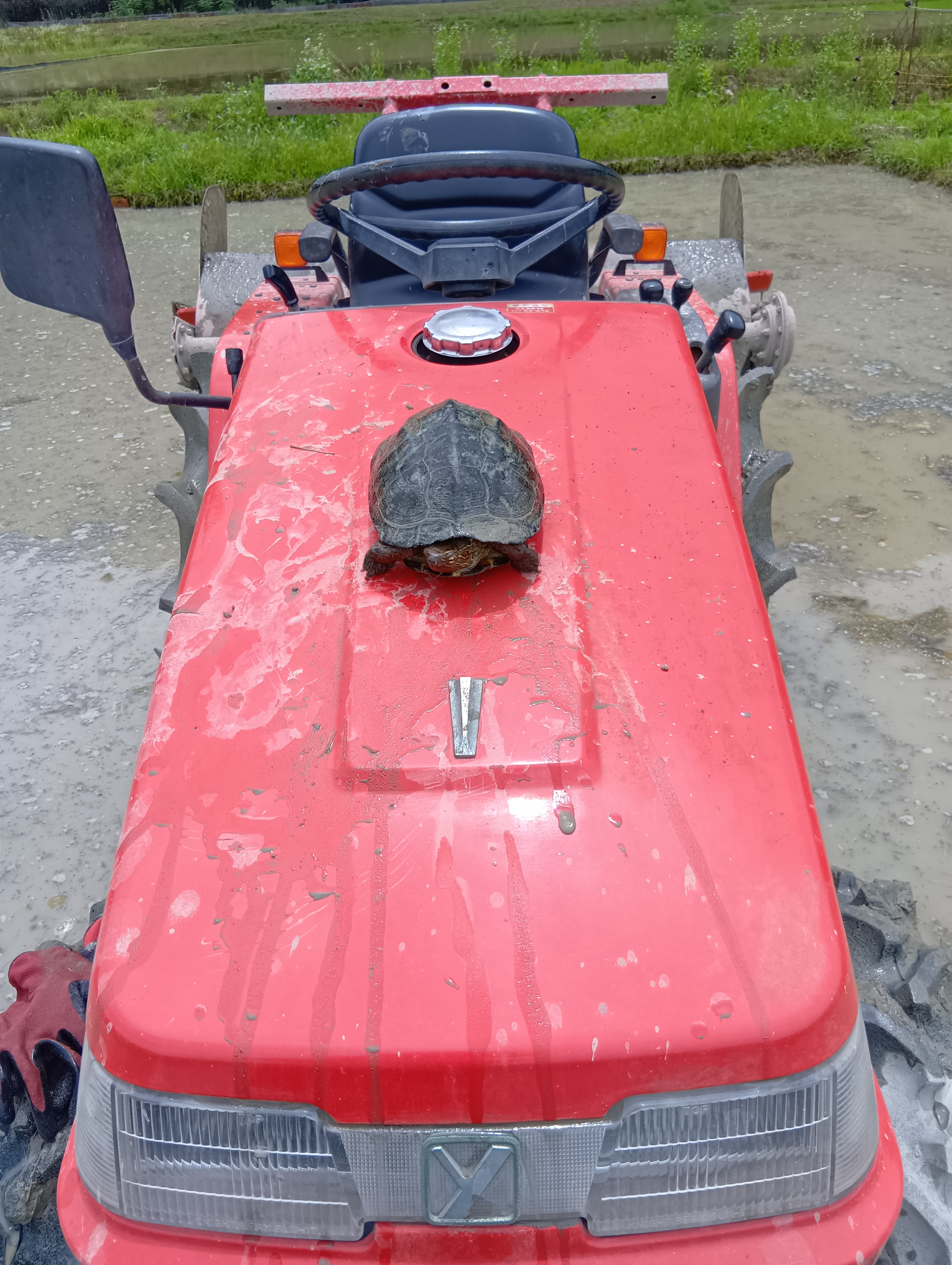 自然との共存稲作メモリアル　2025年6月18日　代掻き時に田んぼの中でカメちゃん登場！　