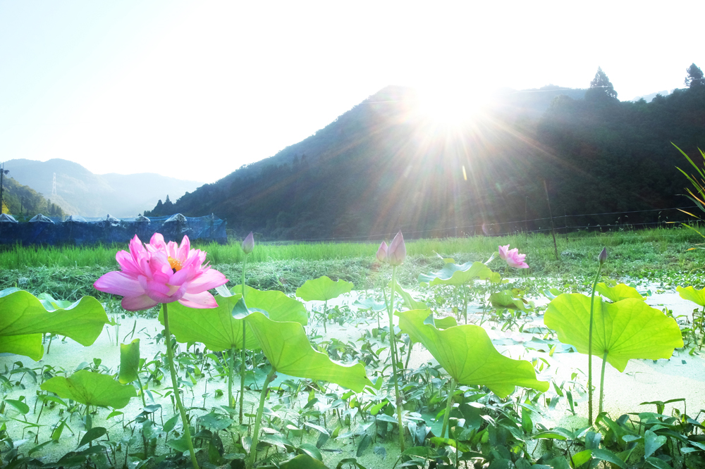 2024年8月1日　蓮田　朝日を浴びて