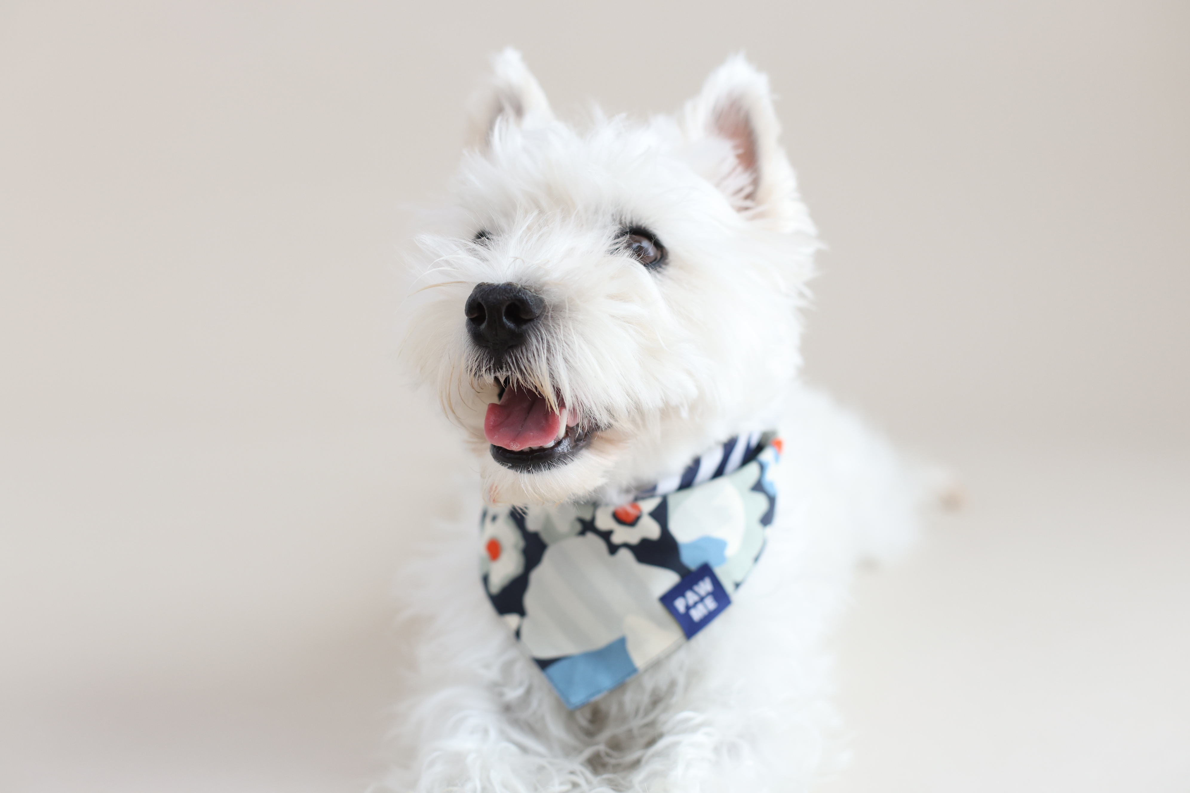 PAWME  2025AW コレクション 11月10日 ローンチのお知らせ