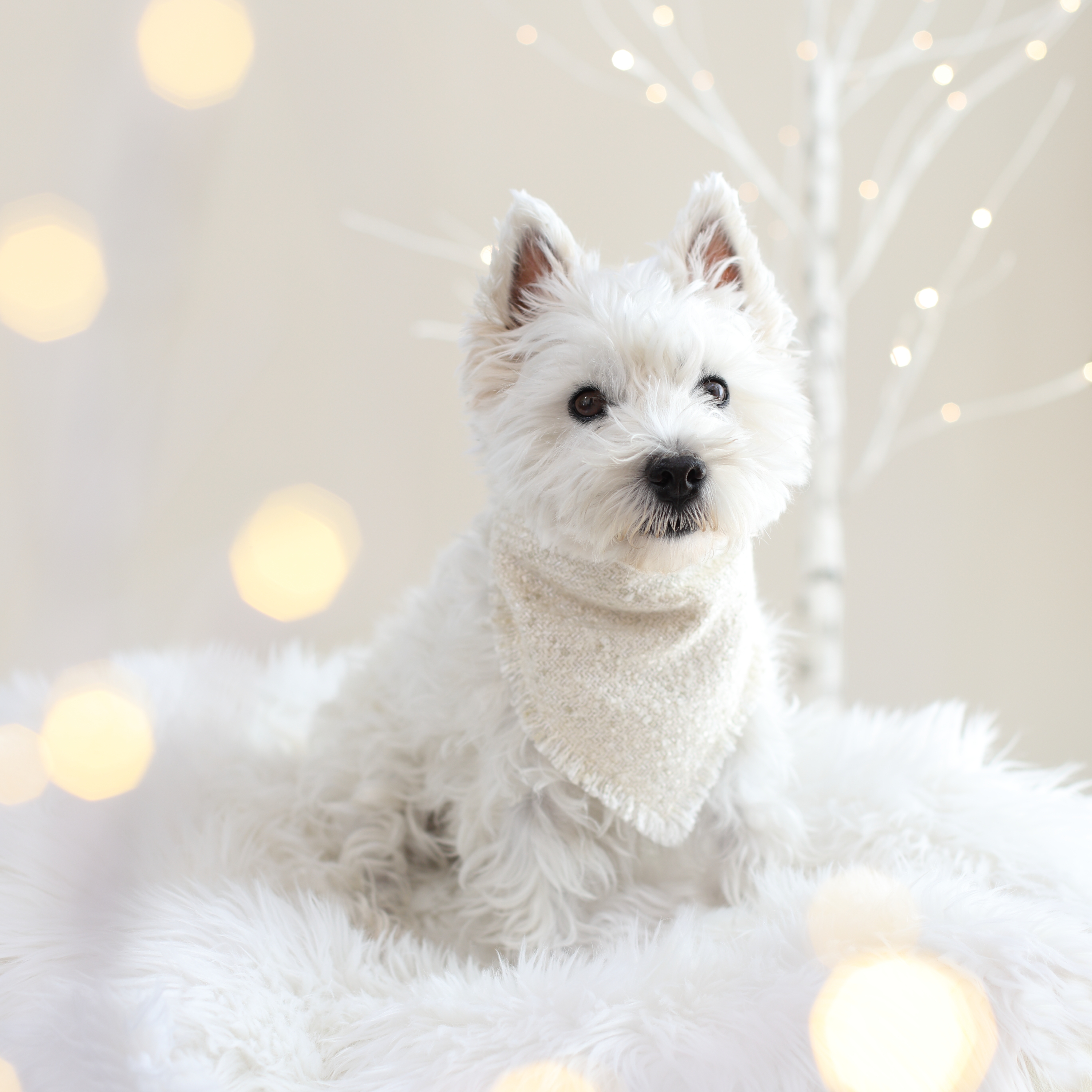 Premium -Ecru Lumiere- 2025 Winter Limited 登場