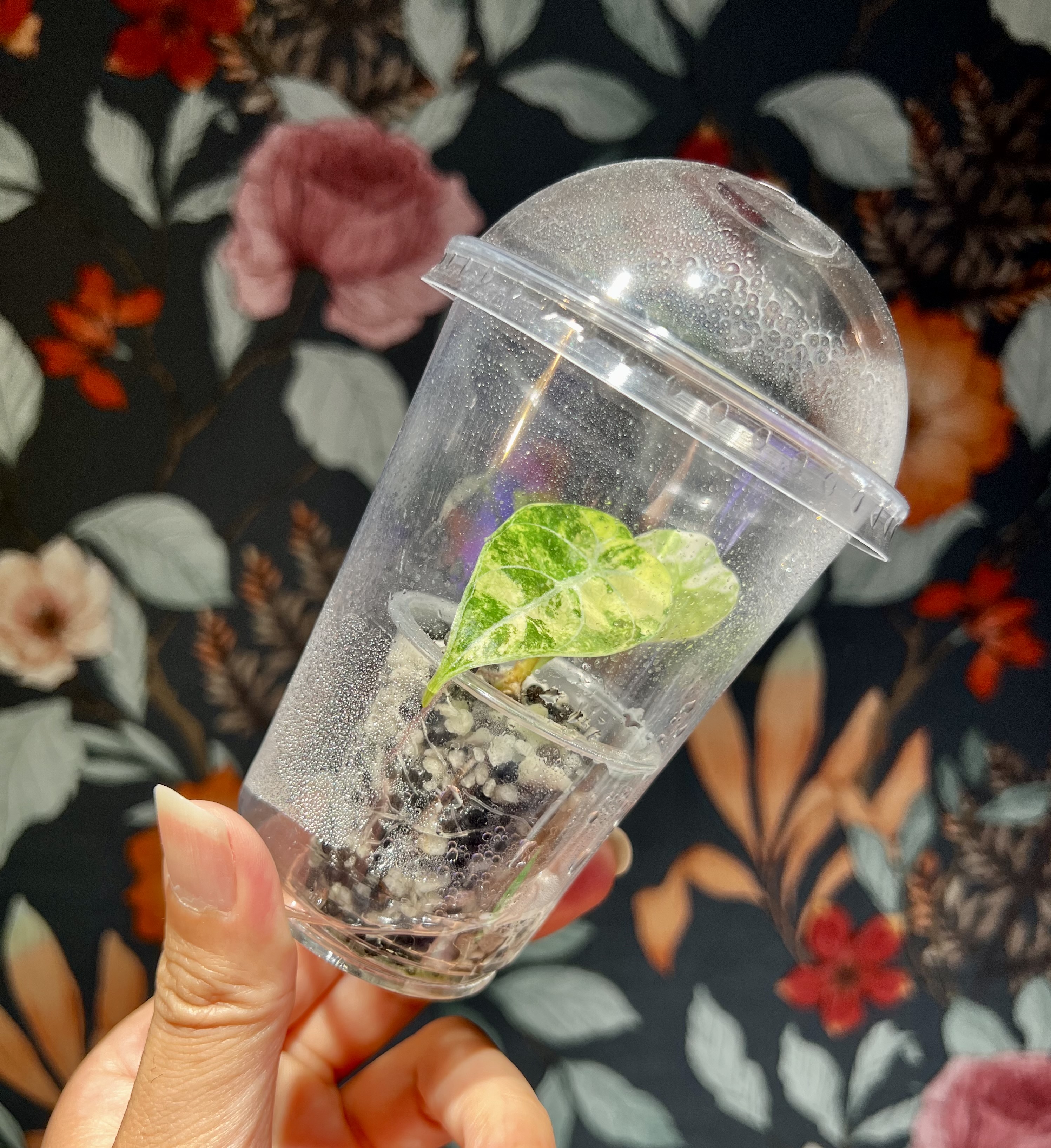 組織培養苗の順化❽ | 🌱 なぜ順化初期は密閉が必要なのか