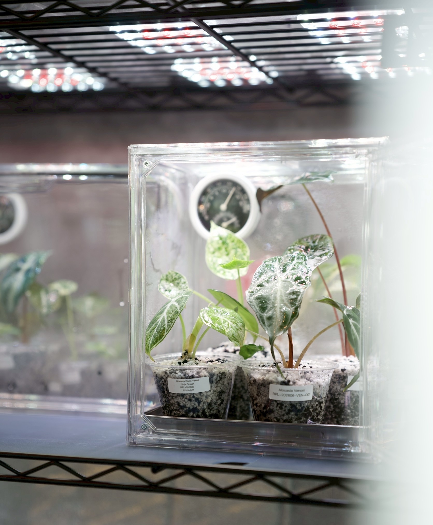 小型温室でサーキュレーターなし。それでも植物がよく育つ理由を考える 〜自然対流という可能性〜