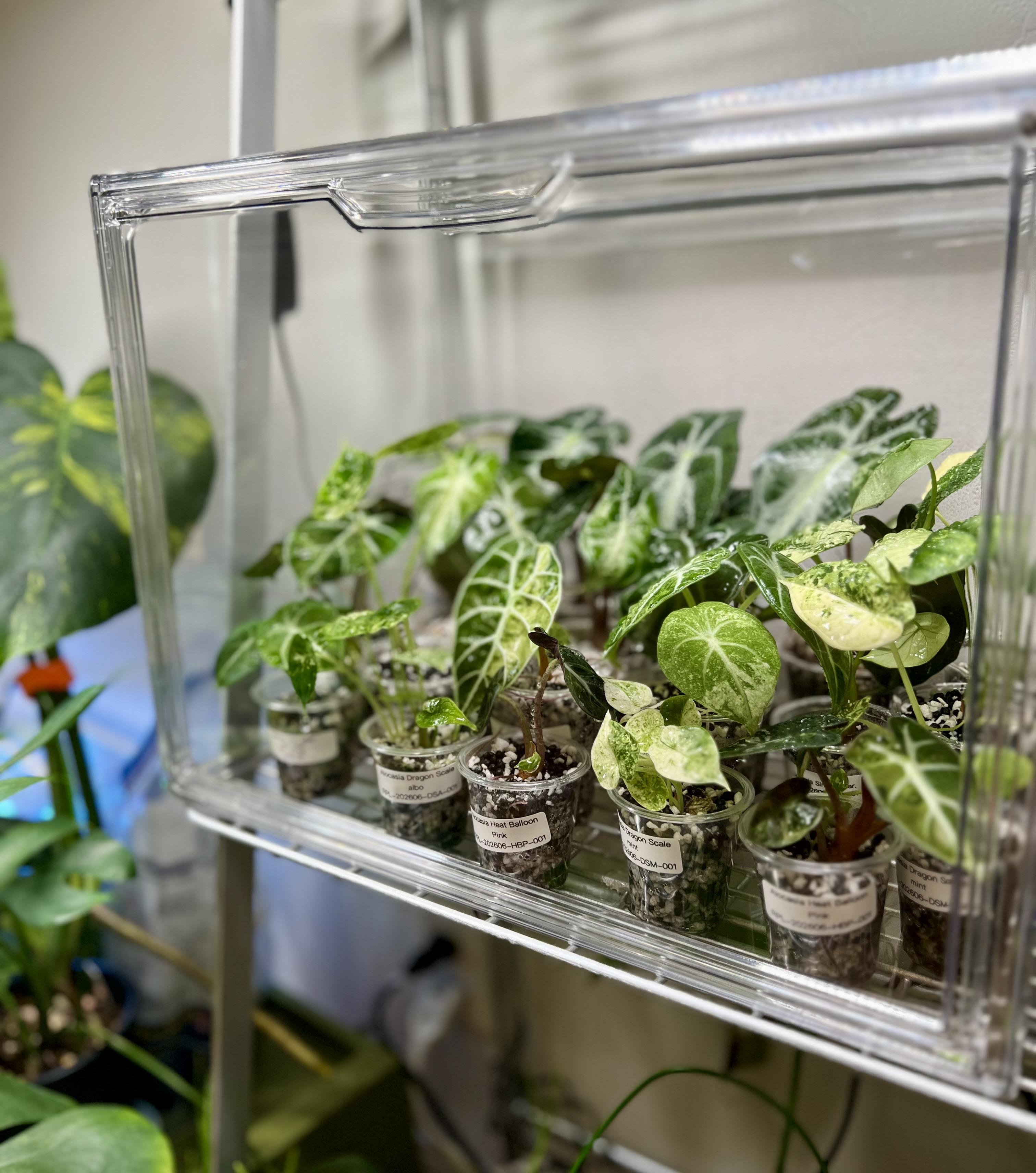 RARE PLANT LABの株が「室内温室育成」である理由