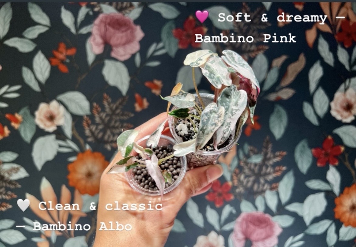 アロカシアのアルボとピンクの違いとは？ピンクに見えるアルボの正体も解説