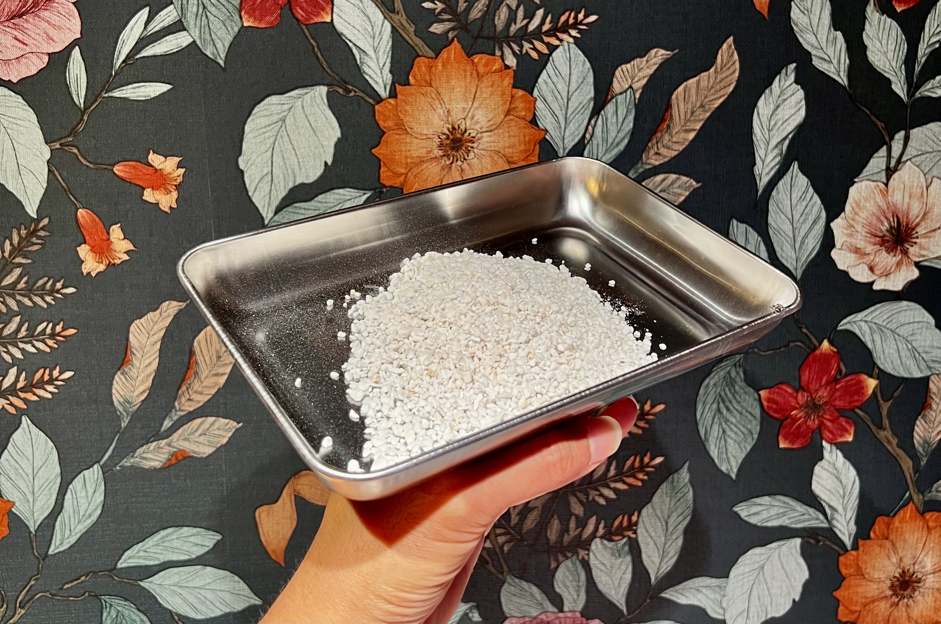 🌱 組織培養苗の順化❸｜ パーライトの役割