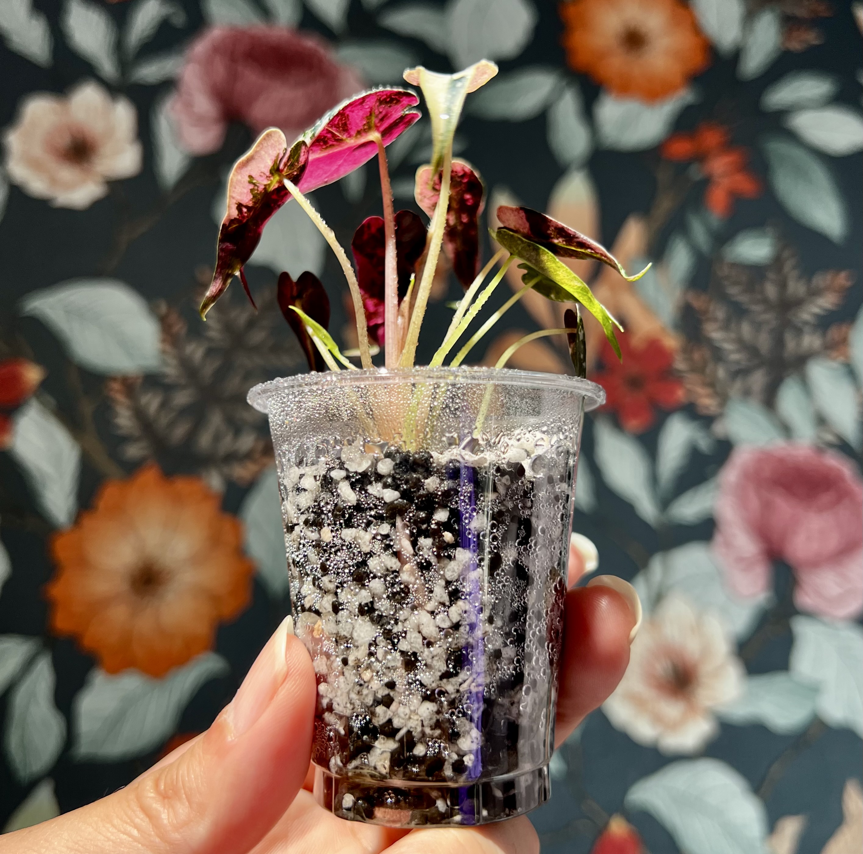 組織培養苗の順化❻ | 🌱 なぜ少量配合なのか