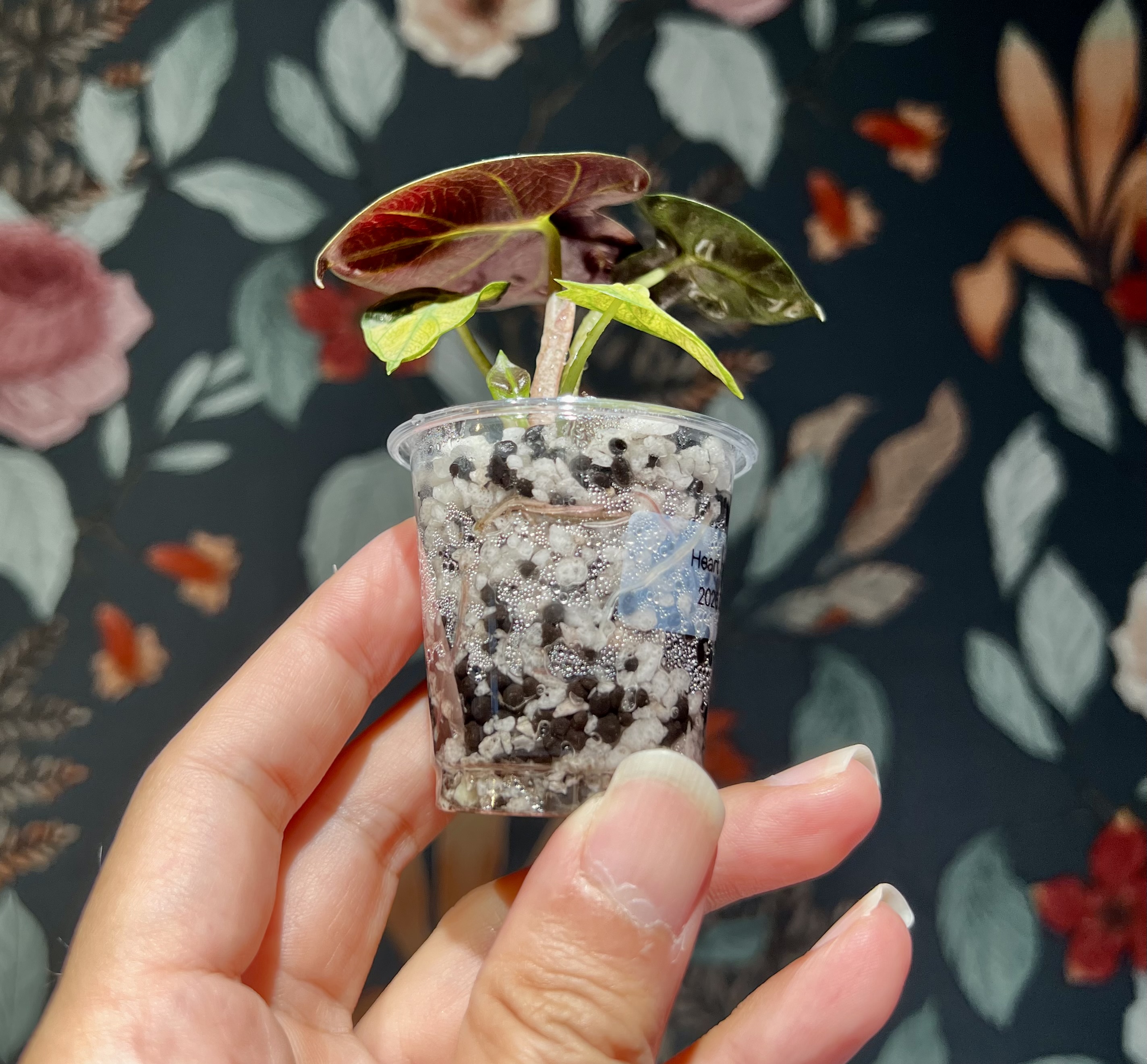 なぜRPLは「穴なし透明カップ」なのか？