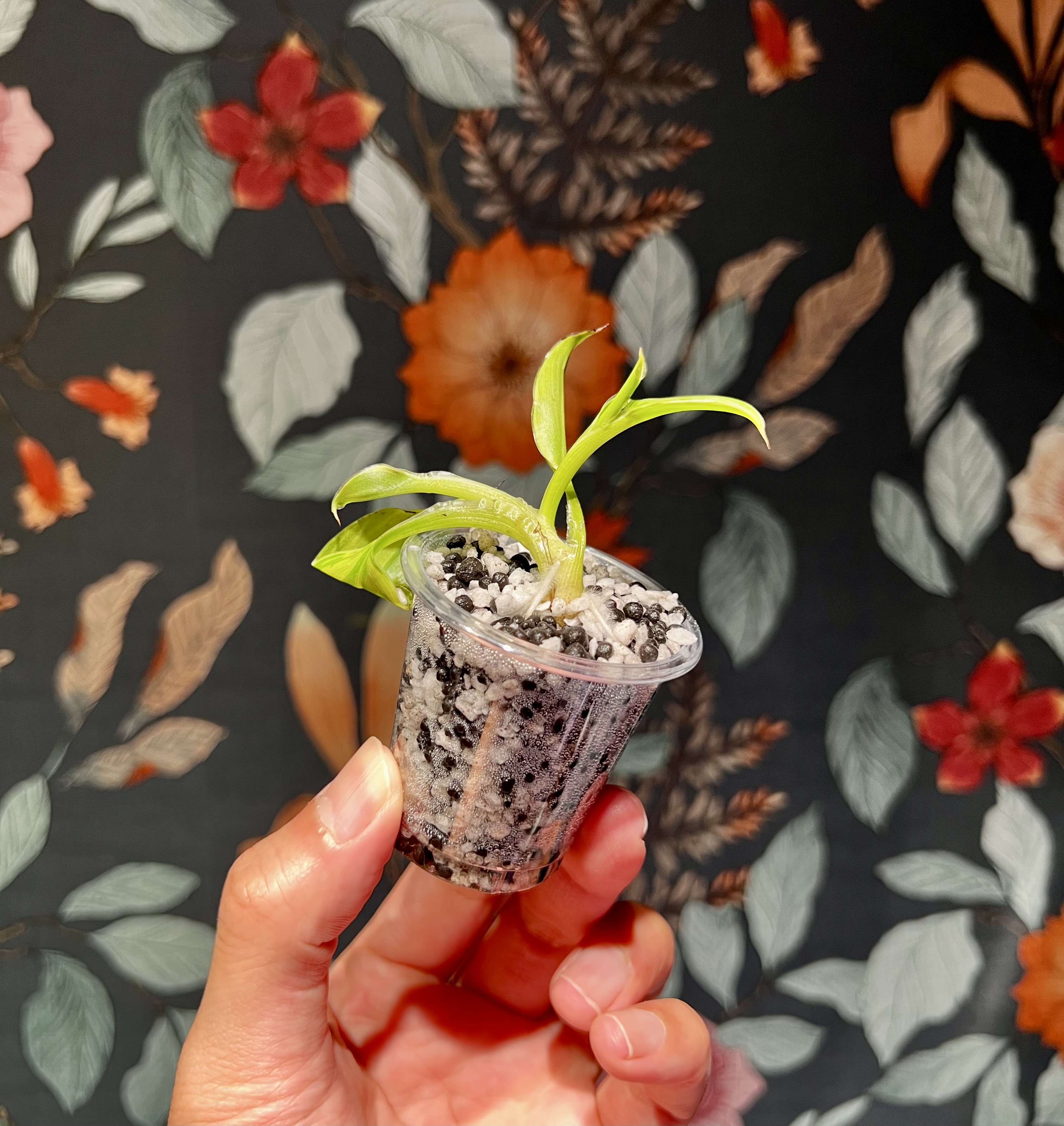 組織培養苗の順化❾ | 🌱 なぜ順化初期は肥料を入れないのか