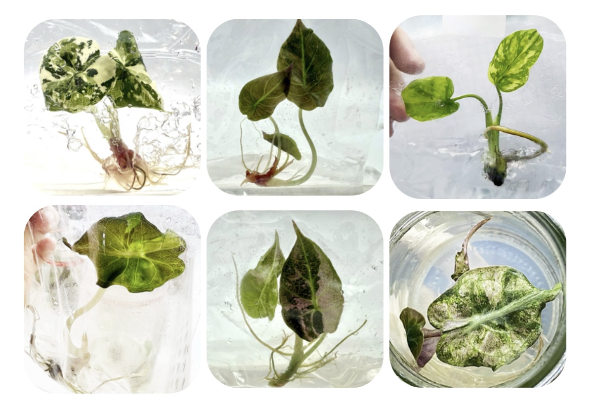 🌿 2026年1月 予約販売のご案内｜RARE PLANT LAB