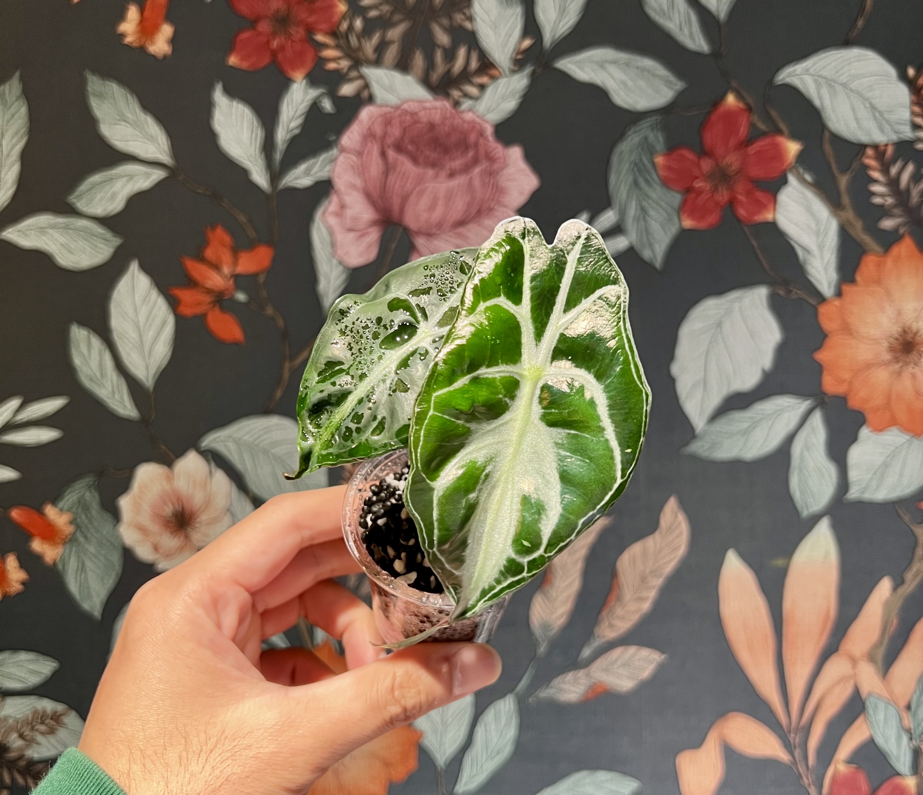 組織培養苗の順化 12 | 🌱 順化とは「植物の適応力を引き出す工程」