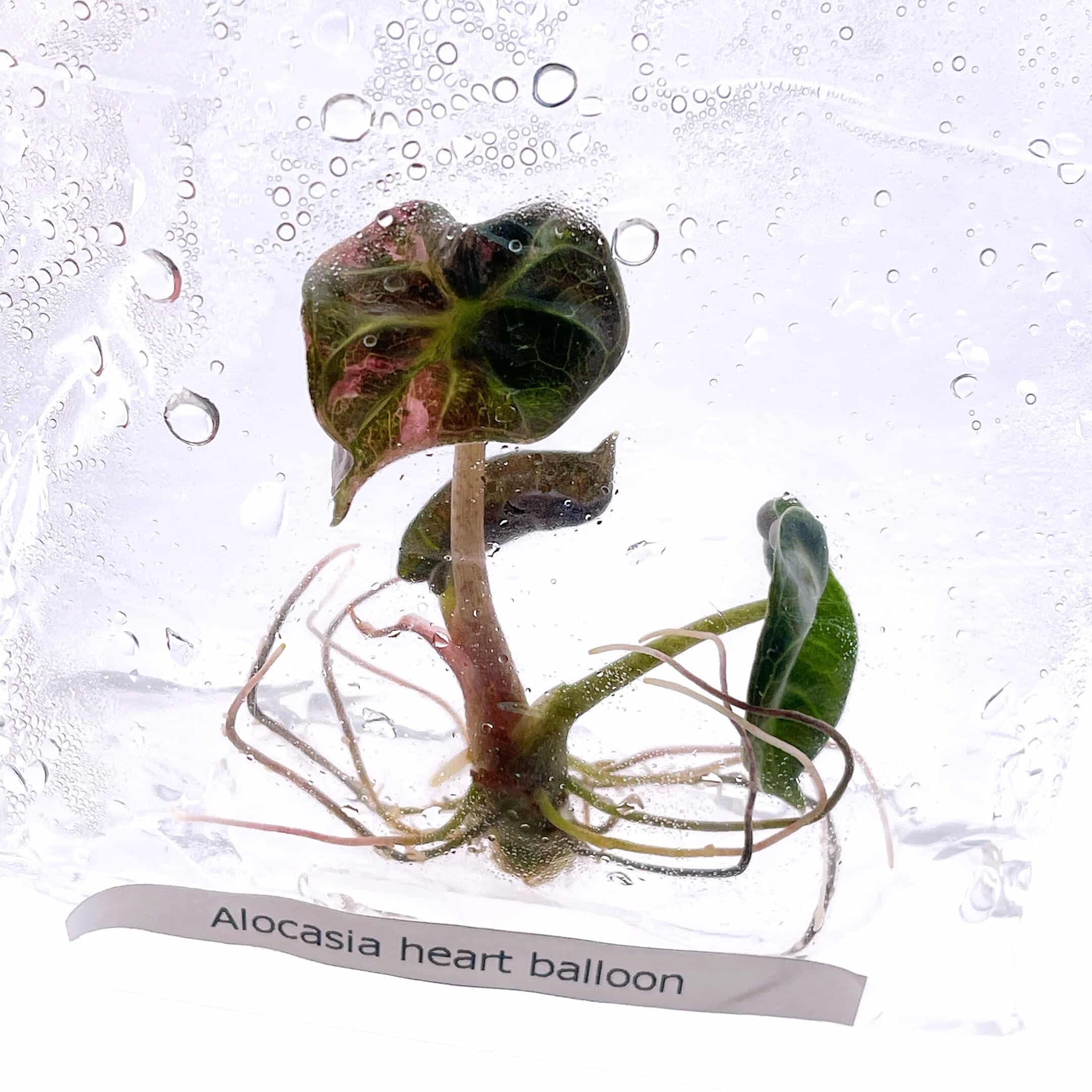 希少アロカシアTC苗とは？初心者向けに魅力・育て方・注意点を解説