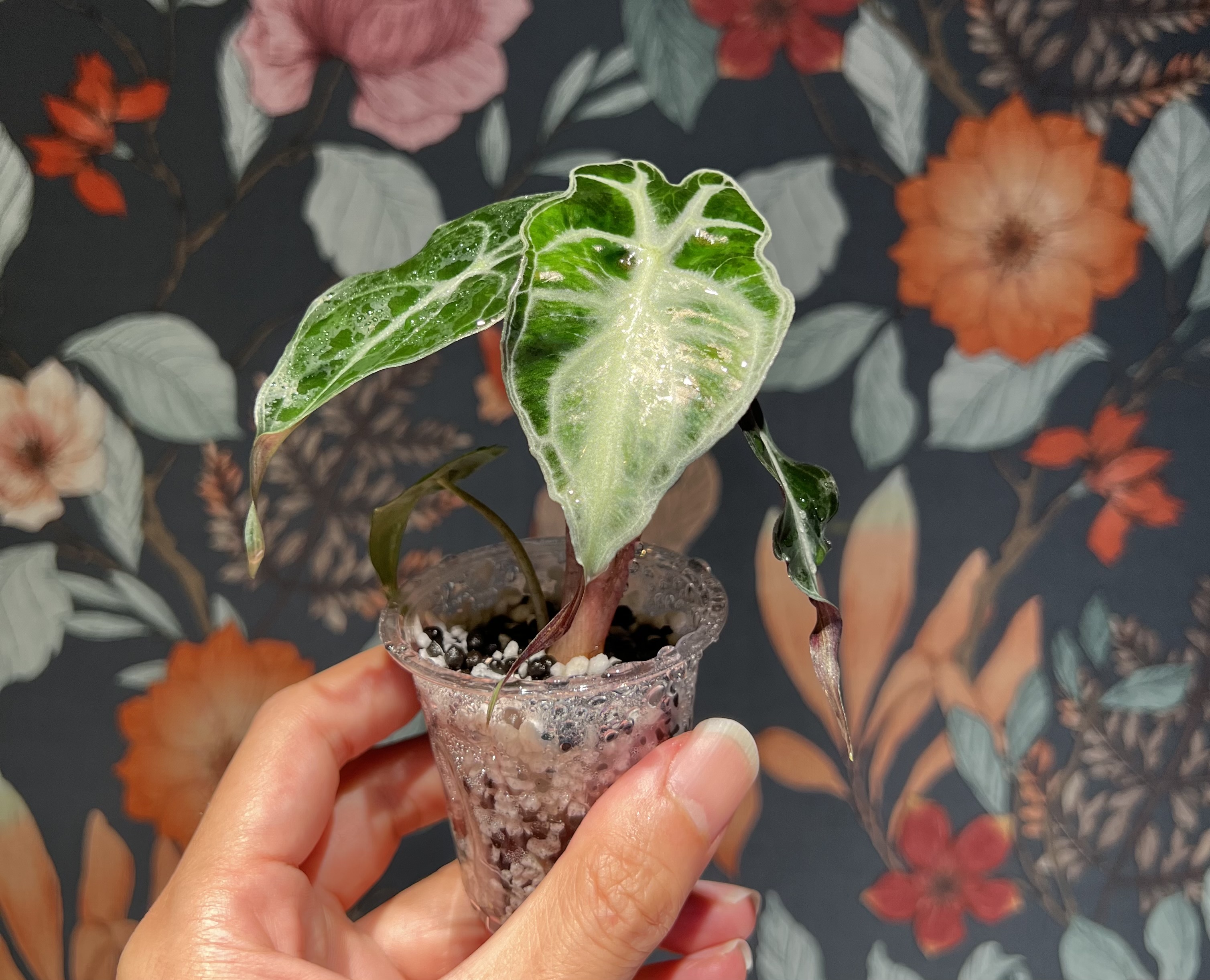 美しく育てるための順化③