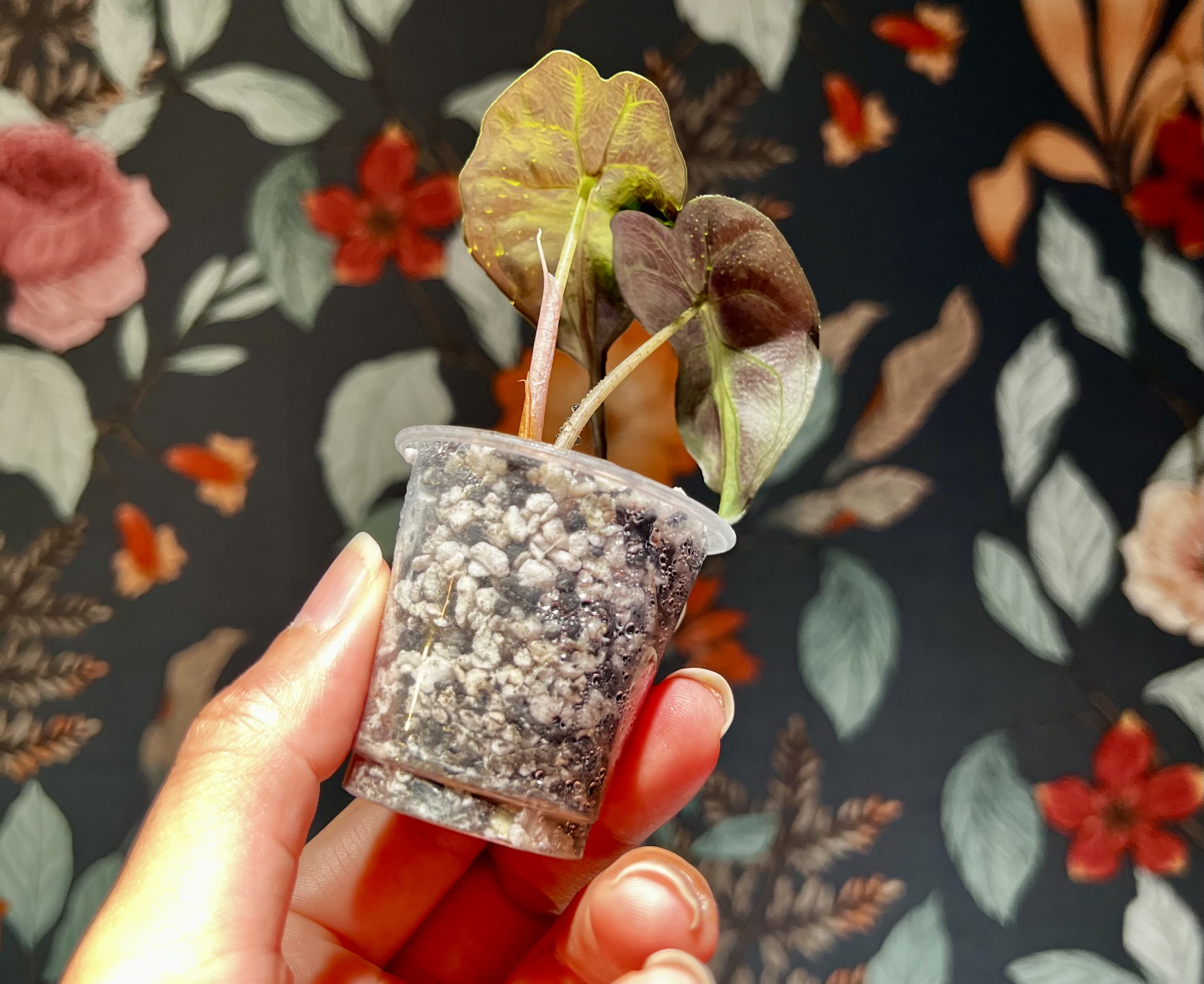 🌱 組織培養苗の順化❷｜ なぜ水苔ではなくパーライト×ソイルなのか