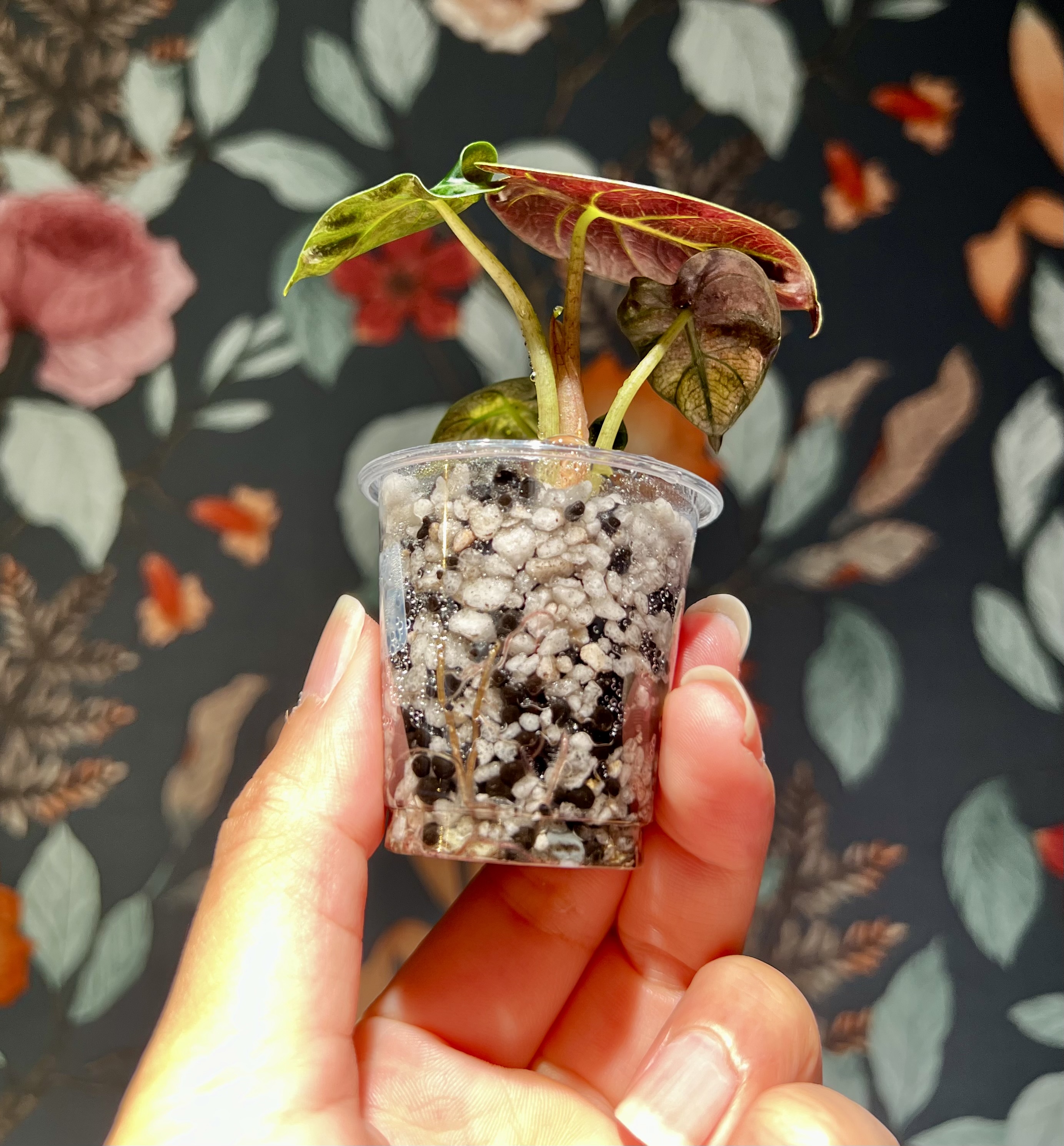 🌱 組織培養苗の順化❶｜ RPLの馴化セットが生まれた理由