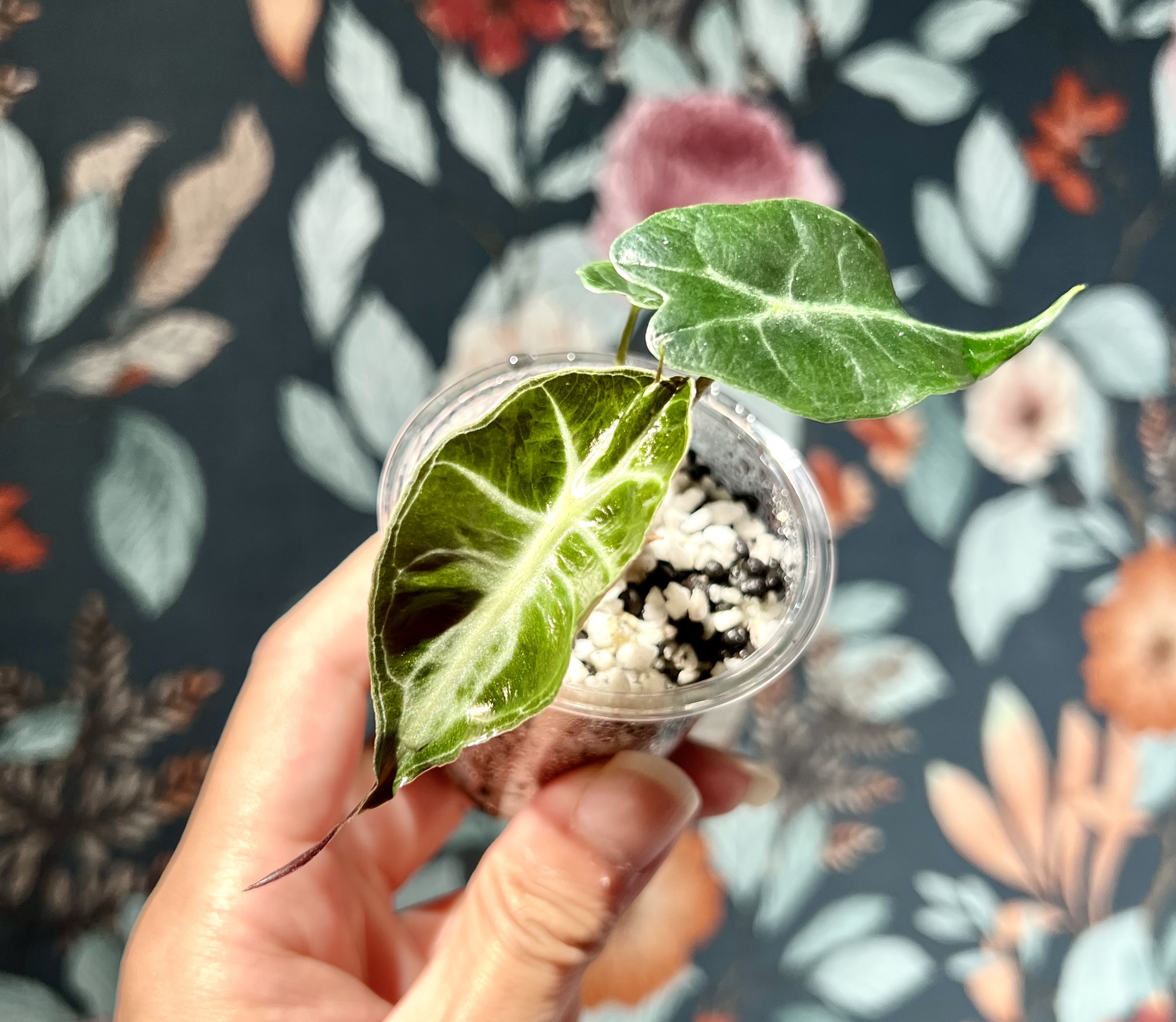 科学的に「枯らさない」ために。