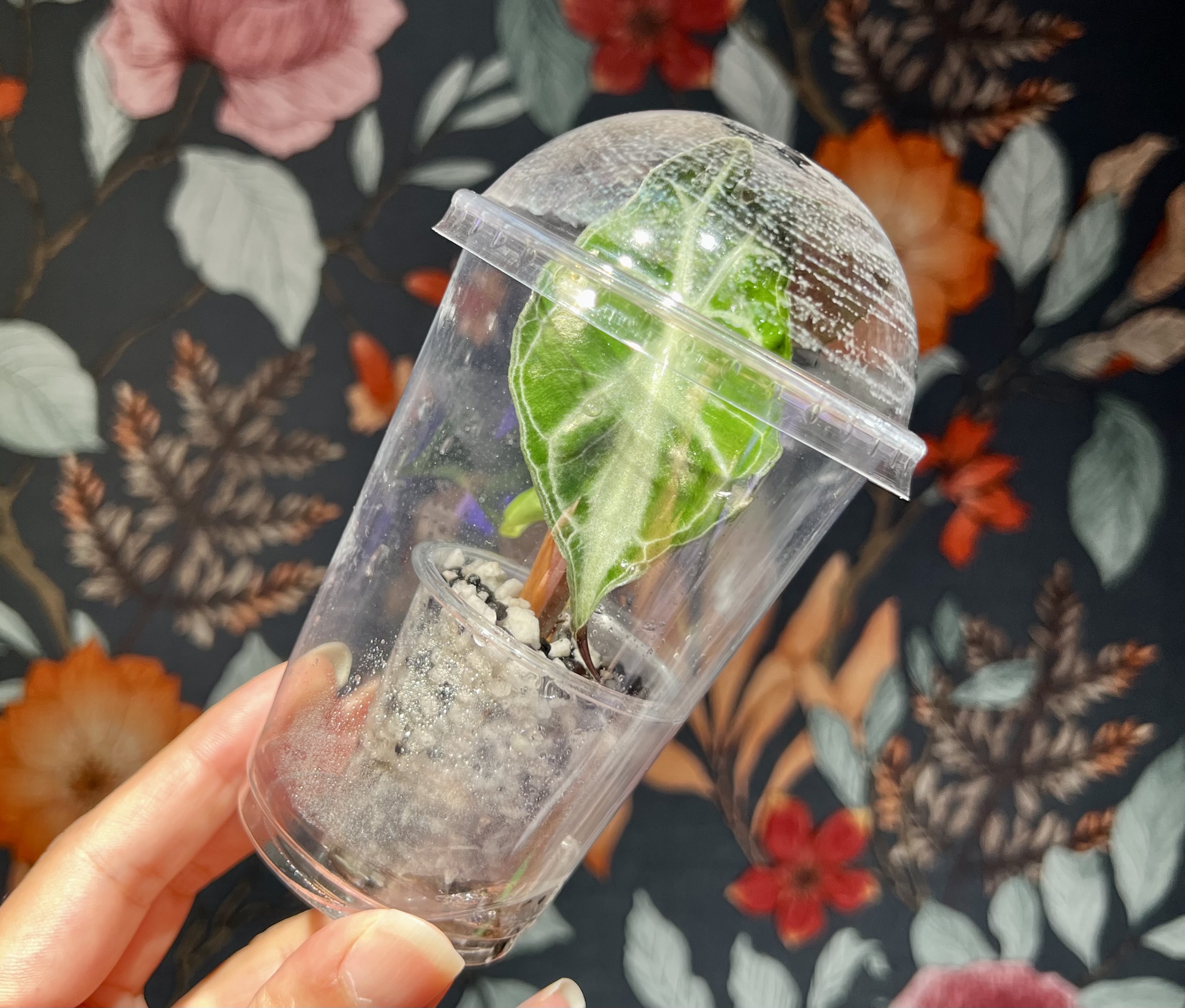 組織培養苗の順化　11 | 🌱RPL順化設計まとめ