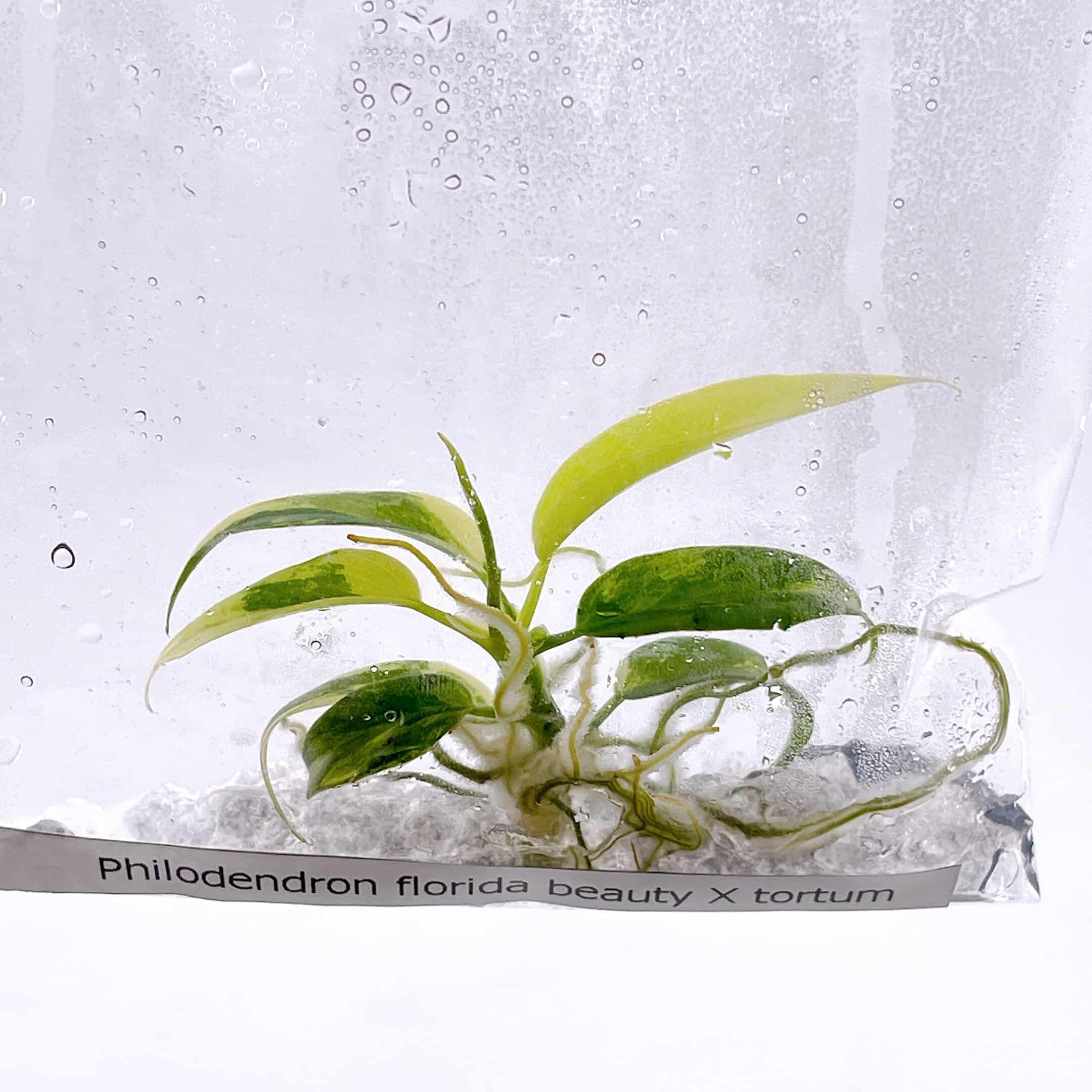 フィロデンドロン　フロリダビューティ✖️トータムとは？