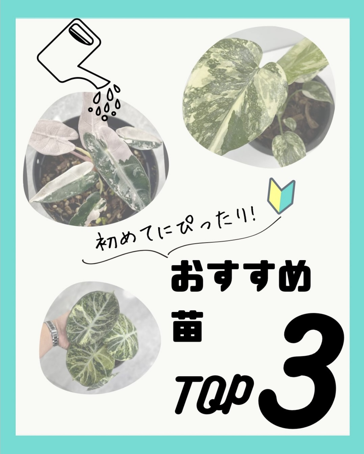 RARE PLANT LABが選ぶ「馴化難易度」🌱