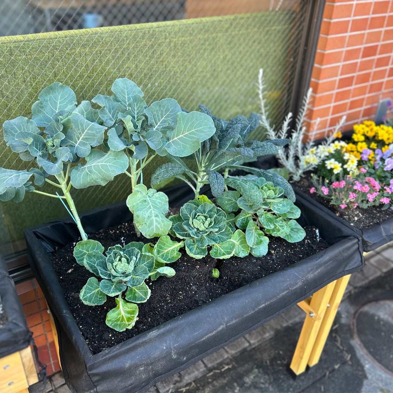 畑ブログ:冬野菜はちょっと地味だけど