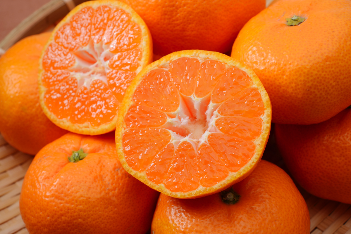 今年買えるのは今だけ!! 三ヶ日で作られたとっても甘い興津早生みかんが期間限定で予約販売スタート!