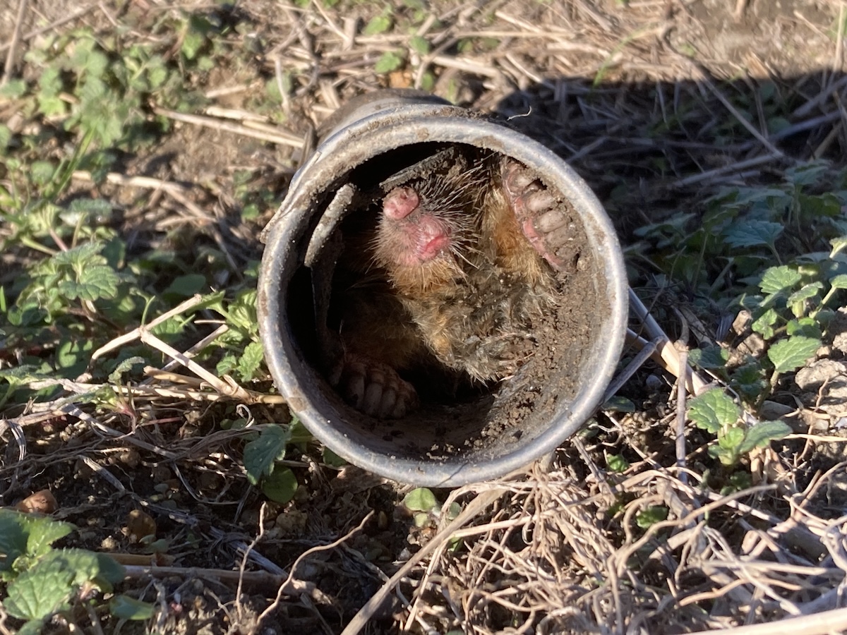 モグラ捕まえた！