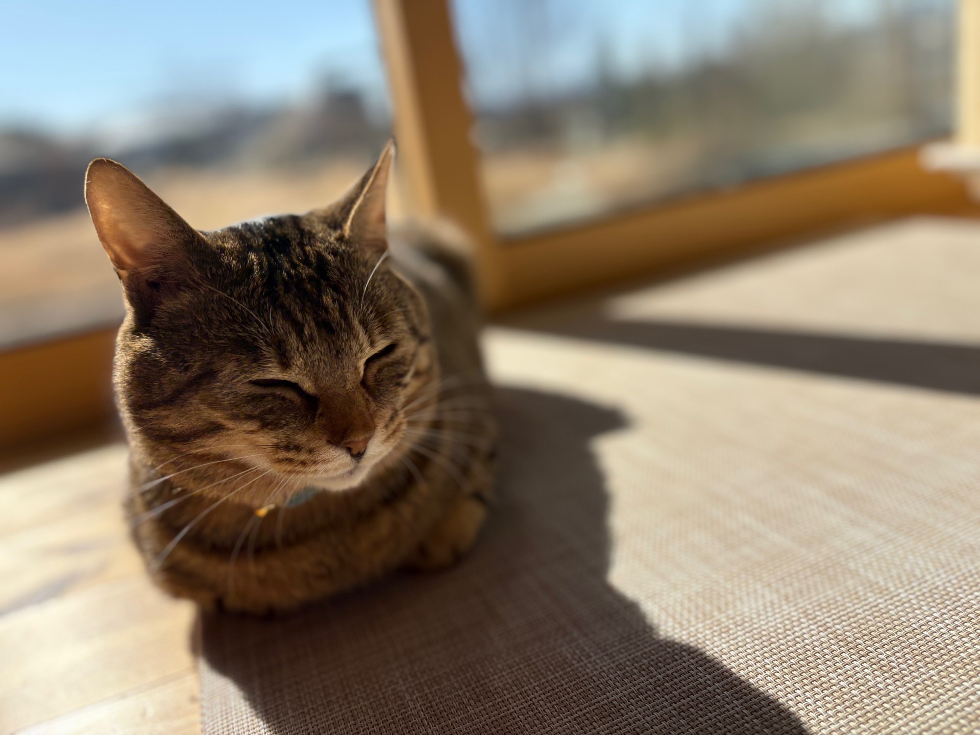 春のセール開催中です！