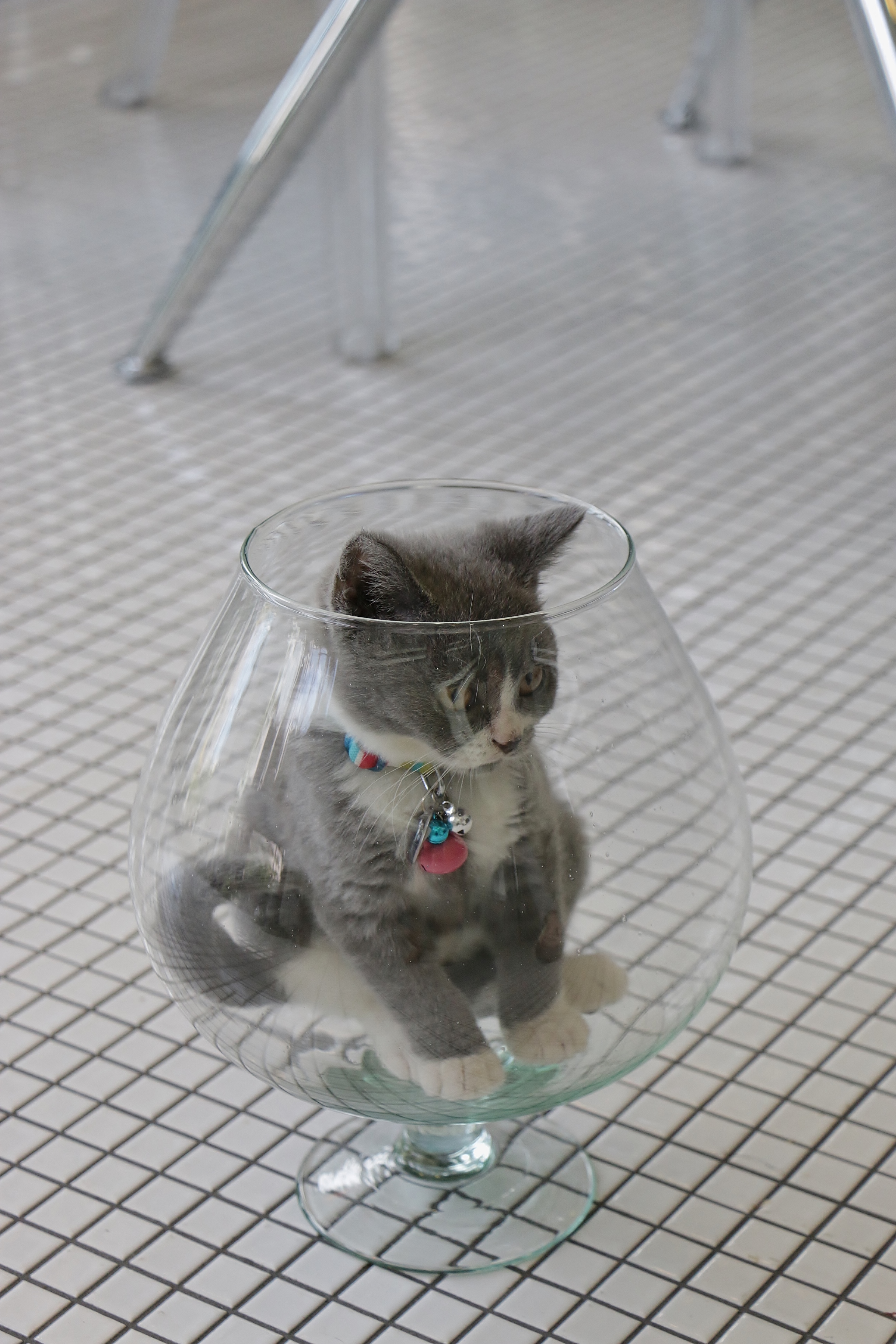 りらの木にいる猫たち