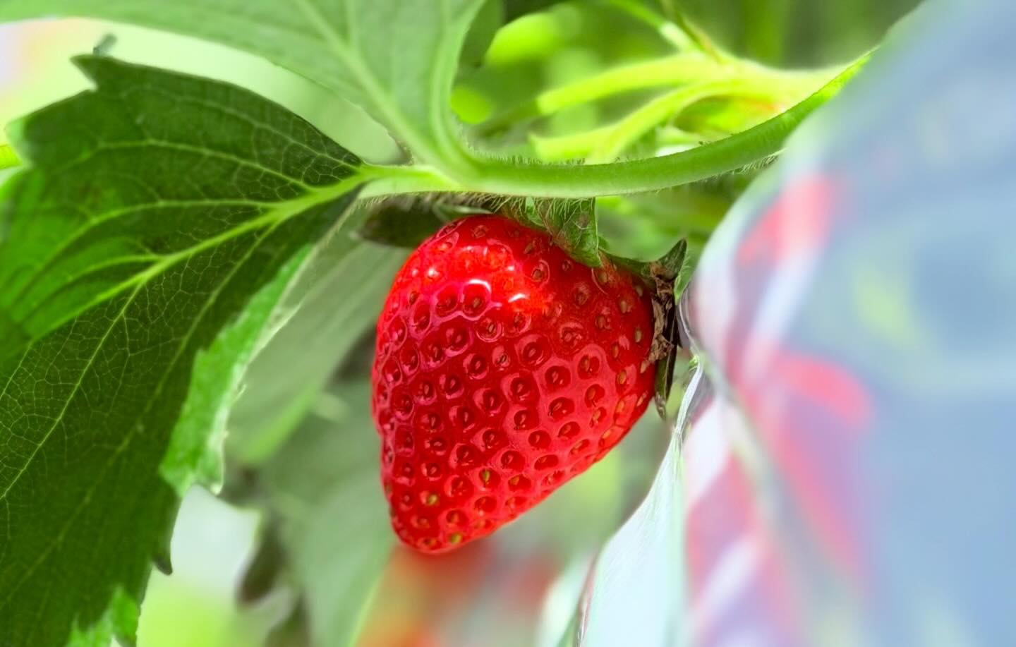 🍓 今年のやくもファームのいちごは、9品種になりました 🍓