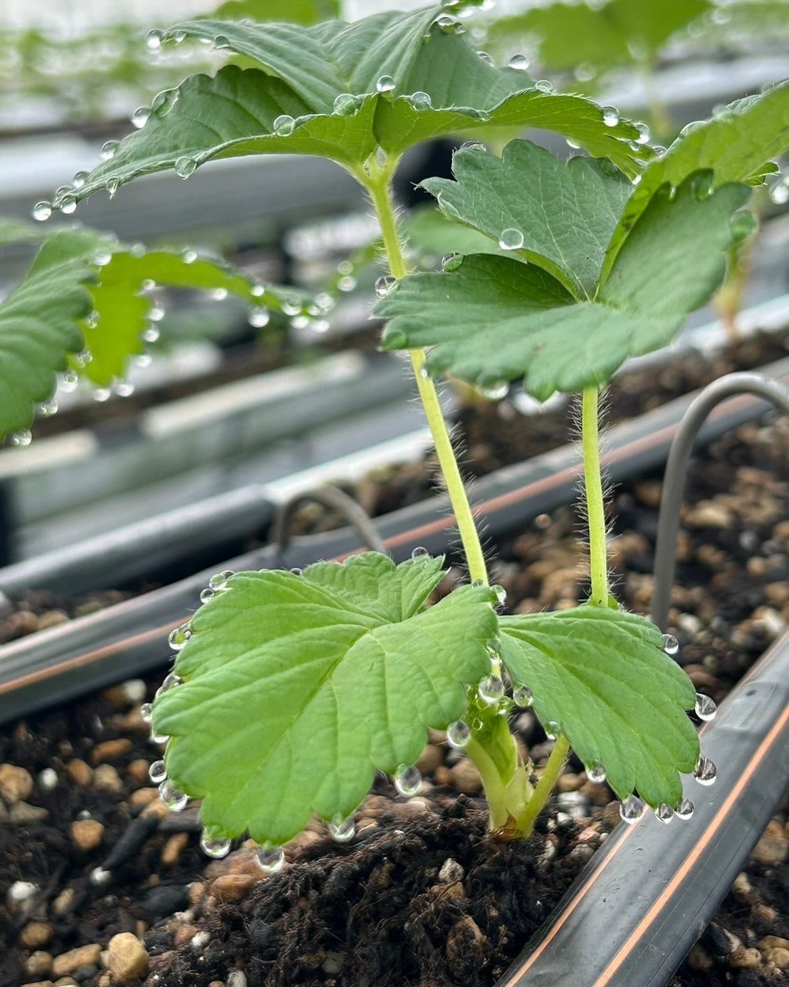 【葉水（はみず）って知っていますか？🍓】 2024年活動報告