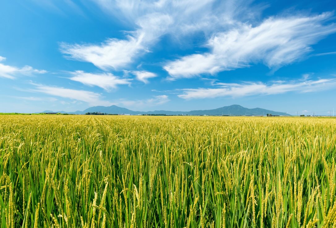 【やくもファーム、米作りはじめます🌾】  2025年6月1日