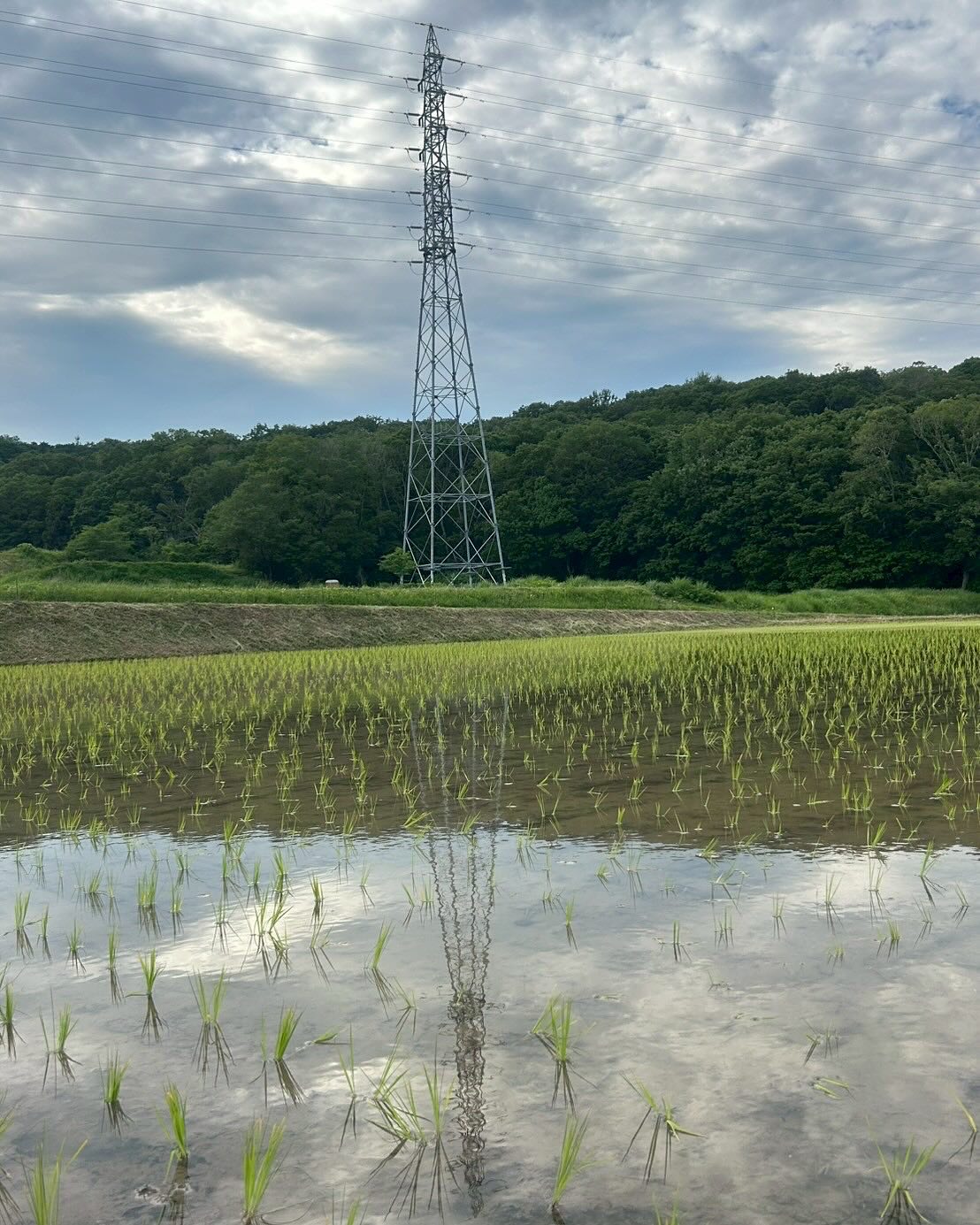 【日本の食を守る一歩！やくもファームの米作りスタート🌱】  2025年6月20日