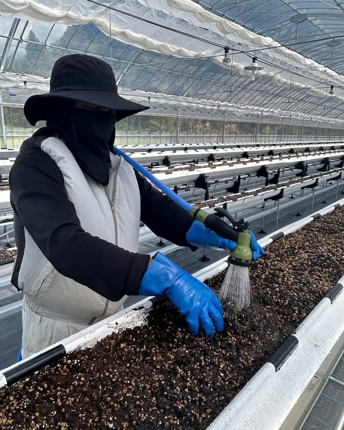 【培土・施肥作業の様子をご紹介します🍓】 2024年活動報告