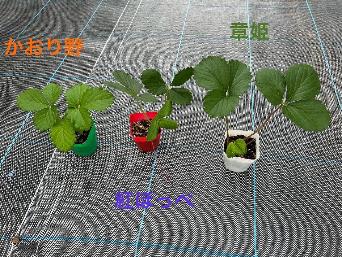 🍓やくもファームの“3つのいちご”をご紹介します 2024年活動報告